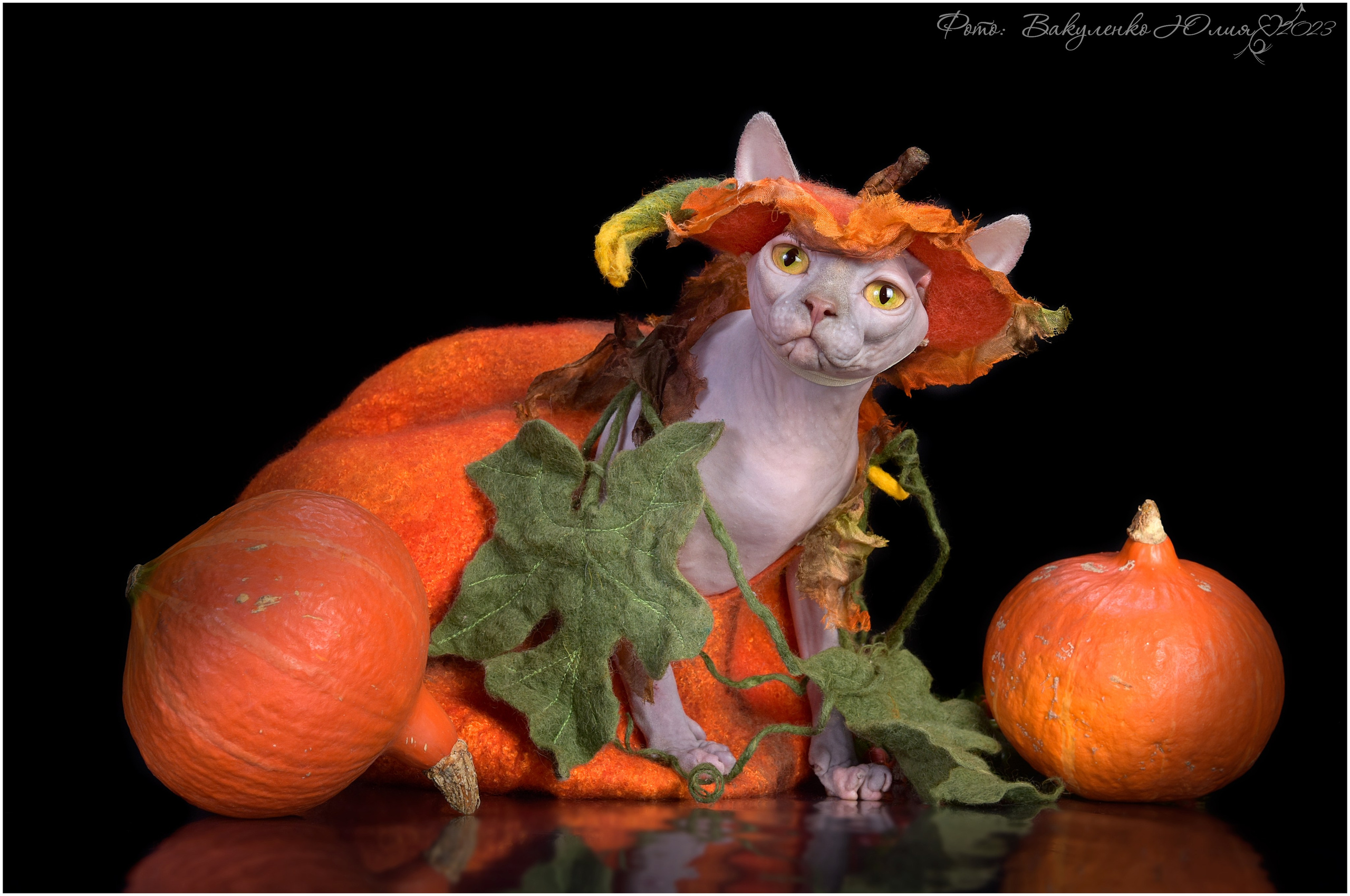 Взрослые. Фотограф анималист | семейный Юлия Вакуленко, г. Краснодар