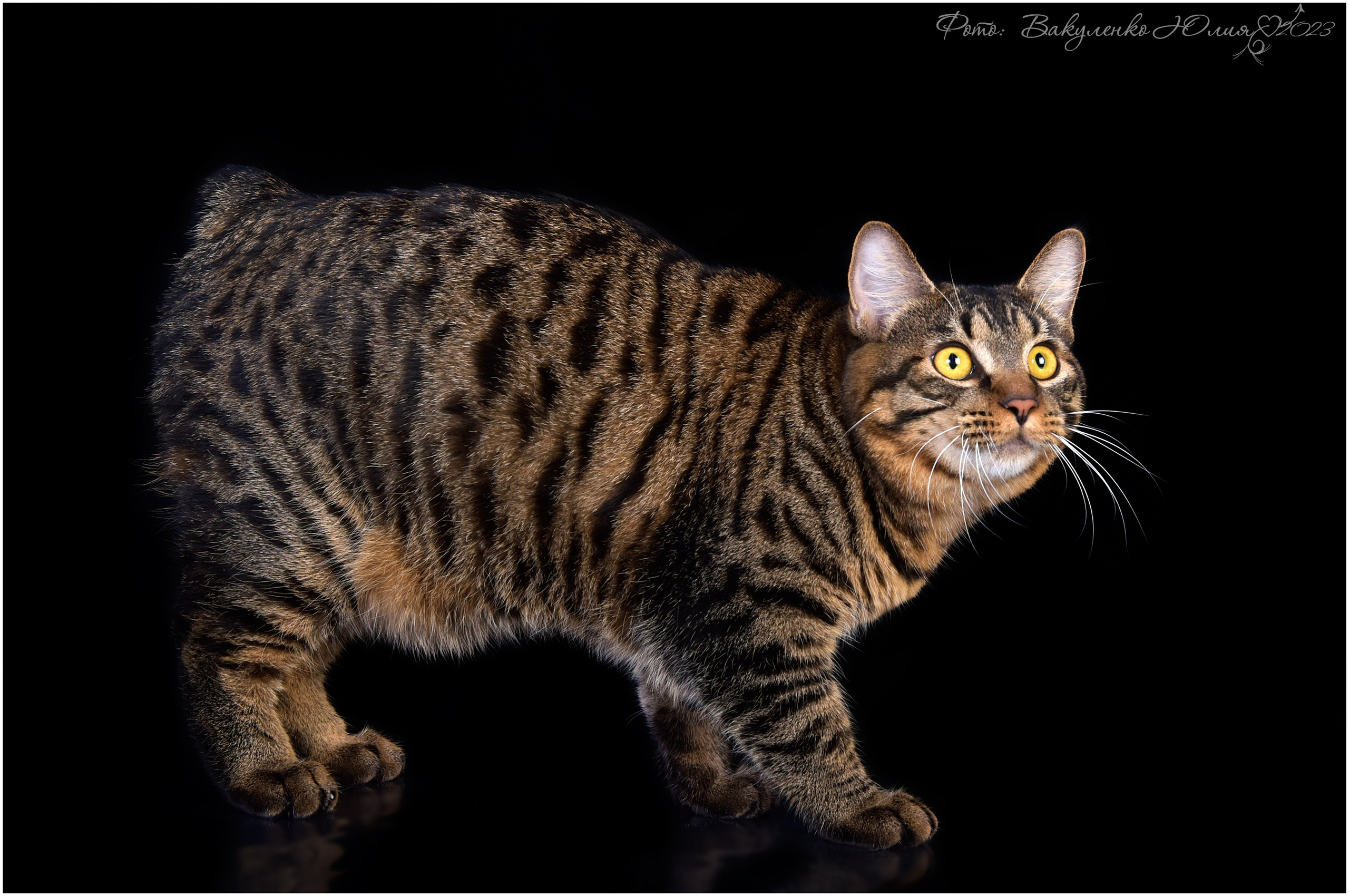 Взрослые. Фотограф анималист | семейный Юлия Вакуленко, г. Краснодар