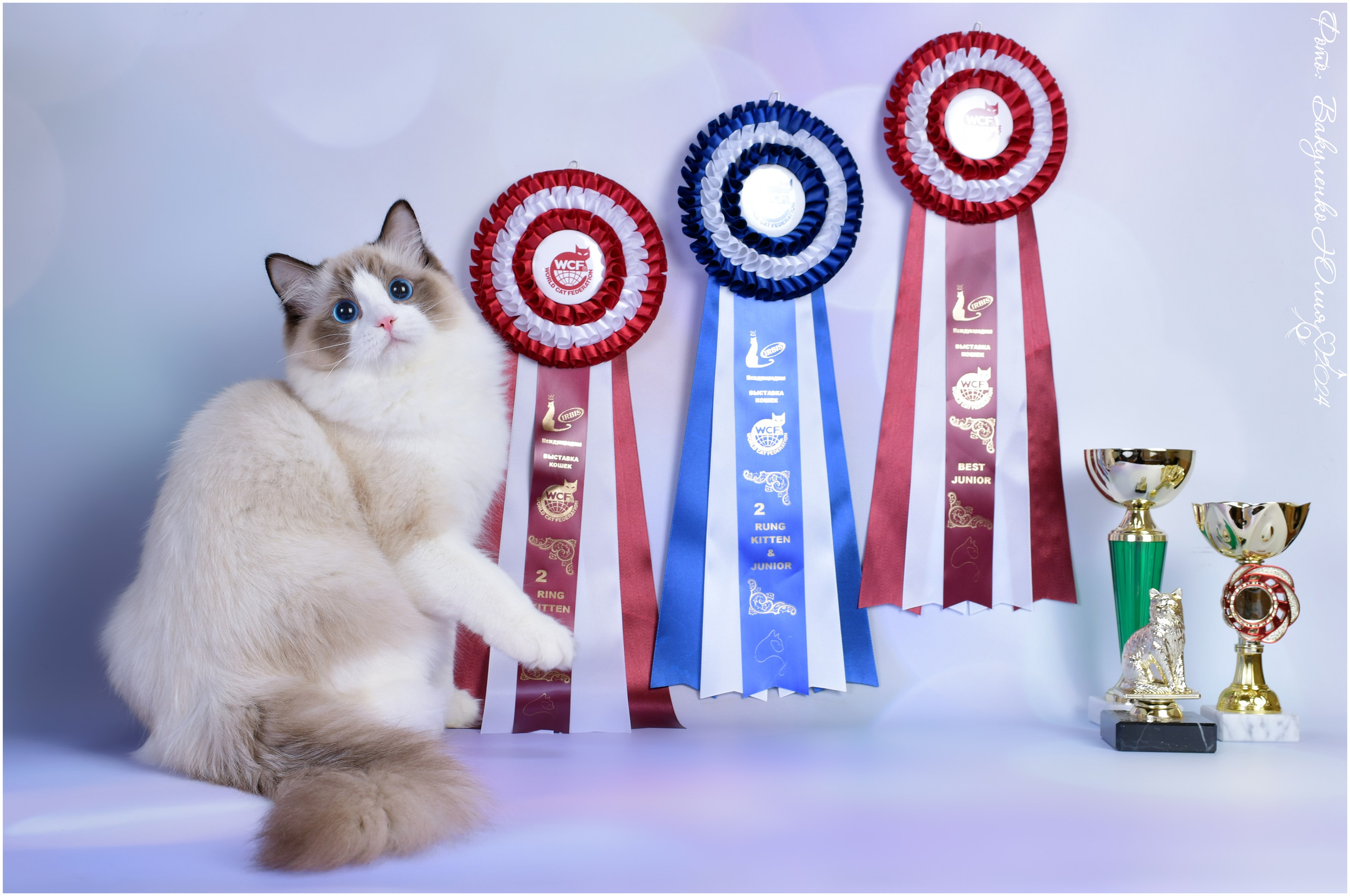 Взрослые. Фотограф анималист | семейный Юлия Вакуленко, г. Краснодар