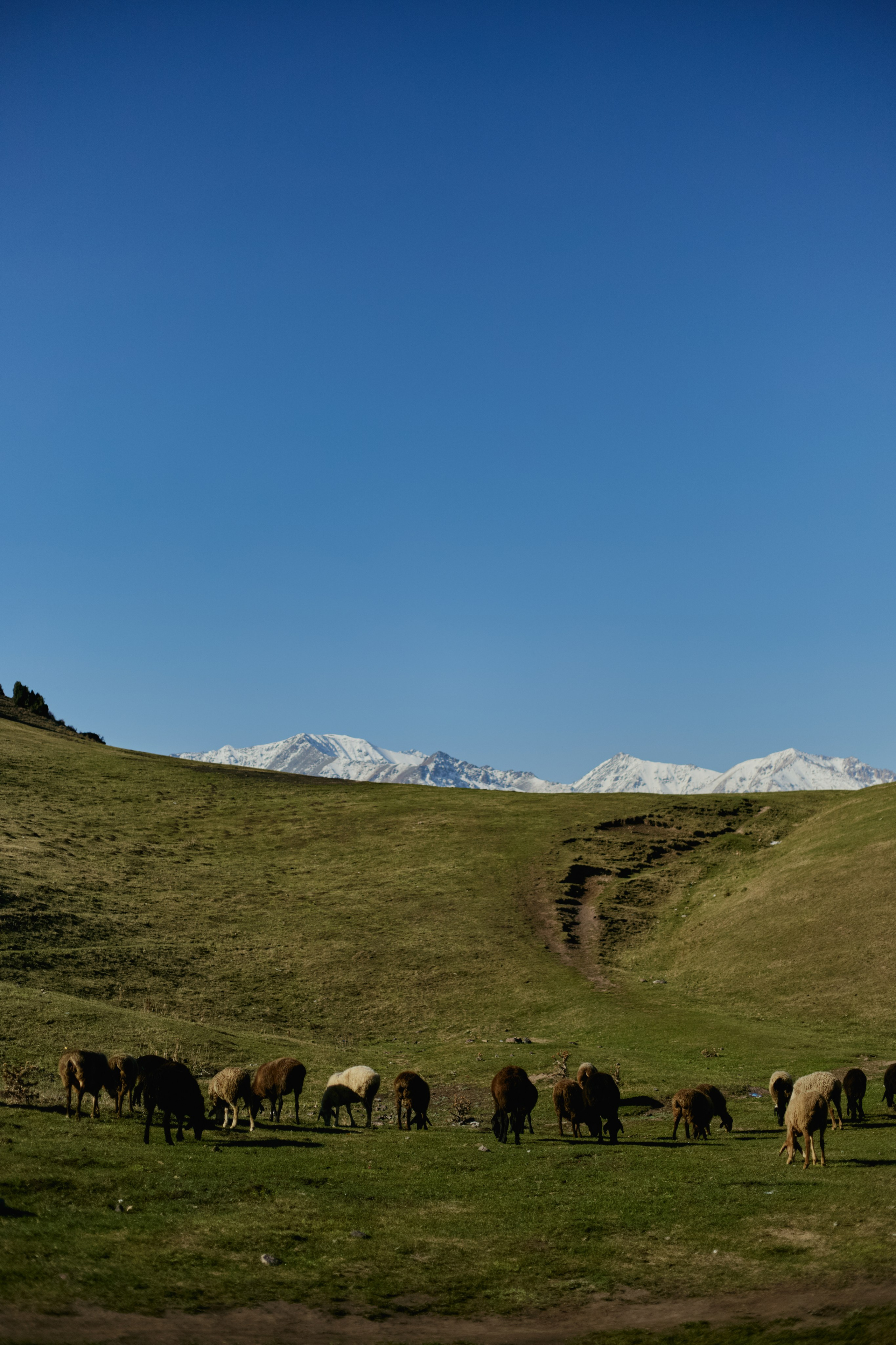 Кыргызтан. Профессиональный Фотограф во Владимире, в Москве и в Суздале — Полина Романычева