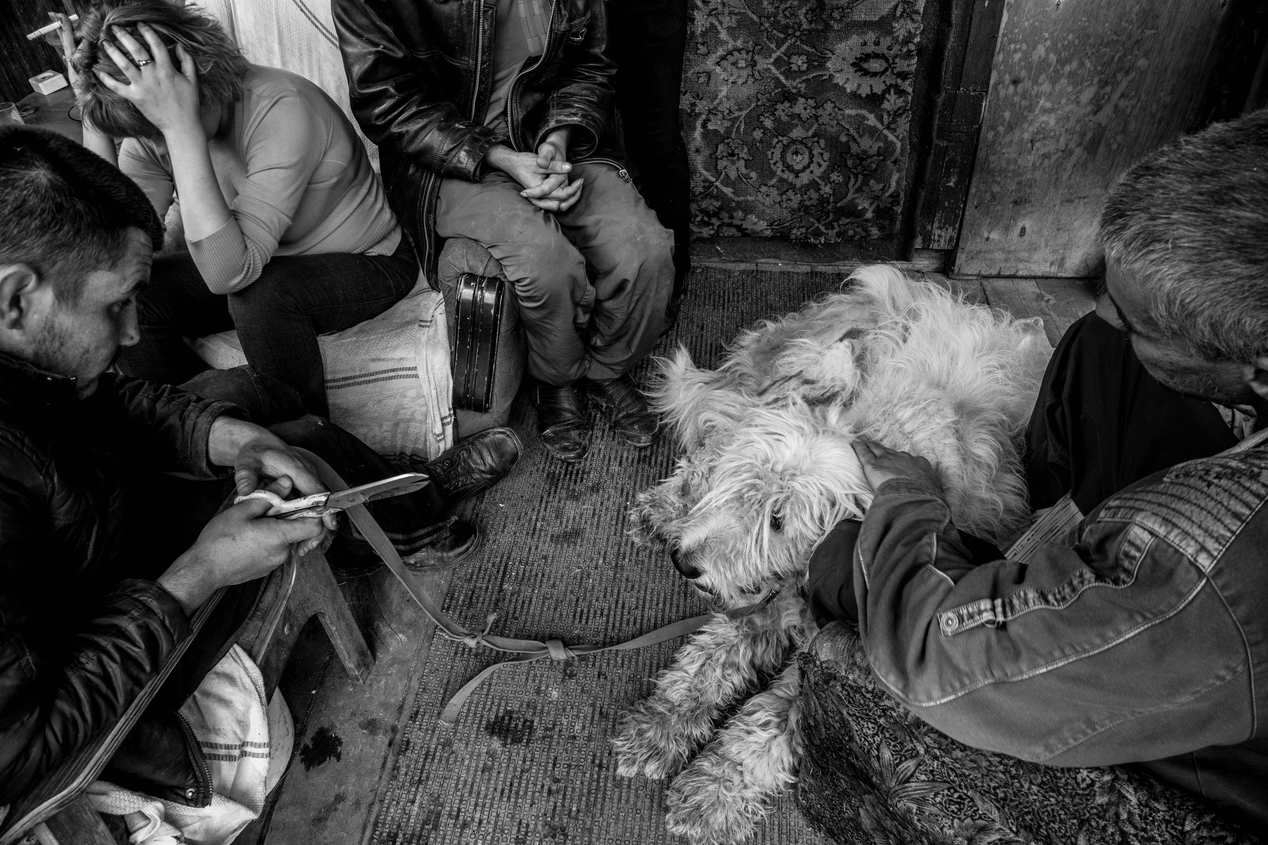 Стрижка пса Кеши. Photo_artist