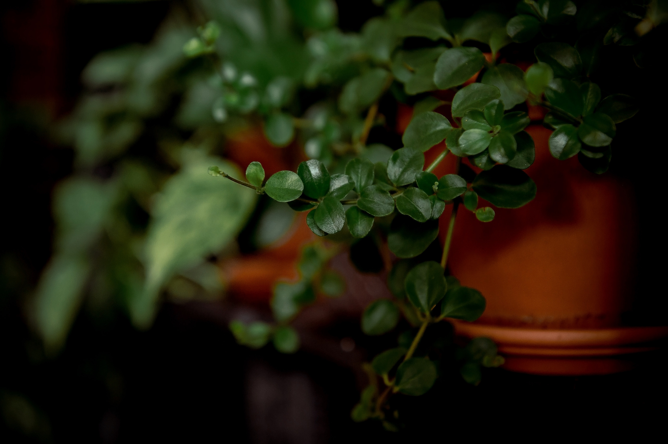 Полина и Денис, Москва — Щёлково. Свадебный и семейный фотограф Виктория Носачёва. Щелково, Москва и МО