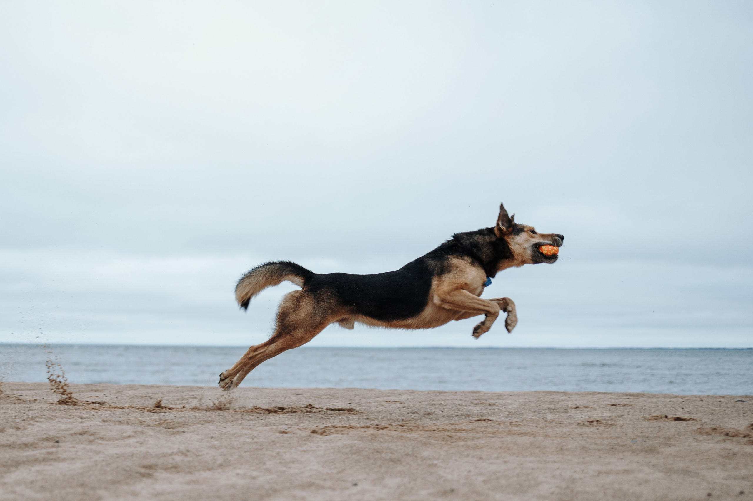Наталья и Того. Фотограф — Анималист | Санкт-Петербург