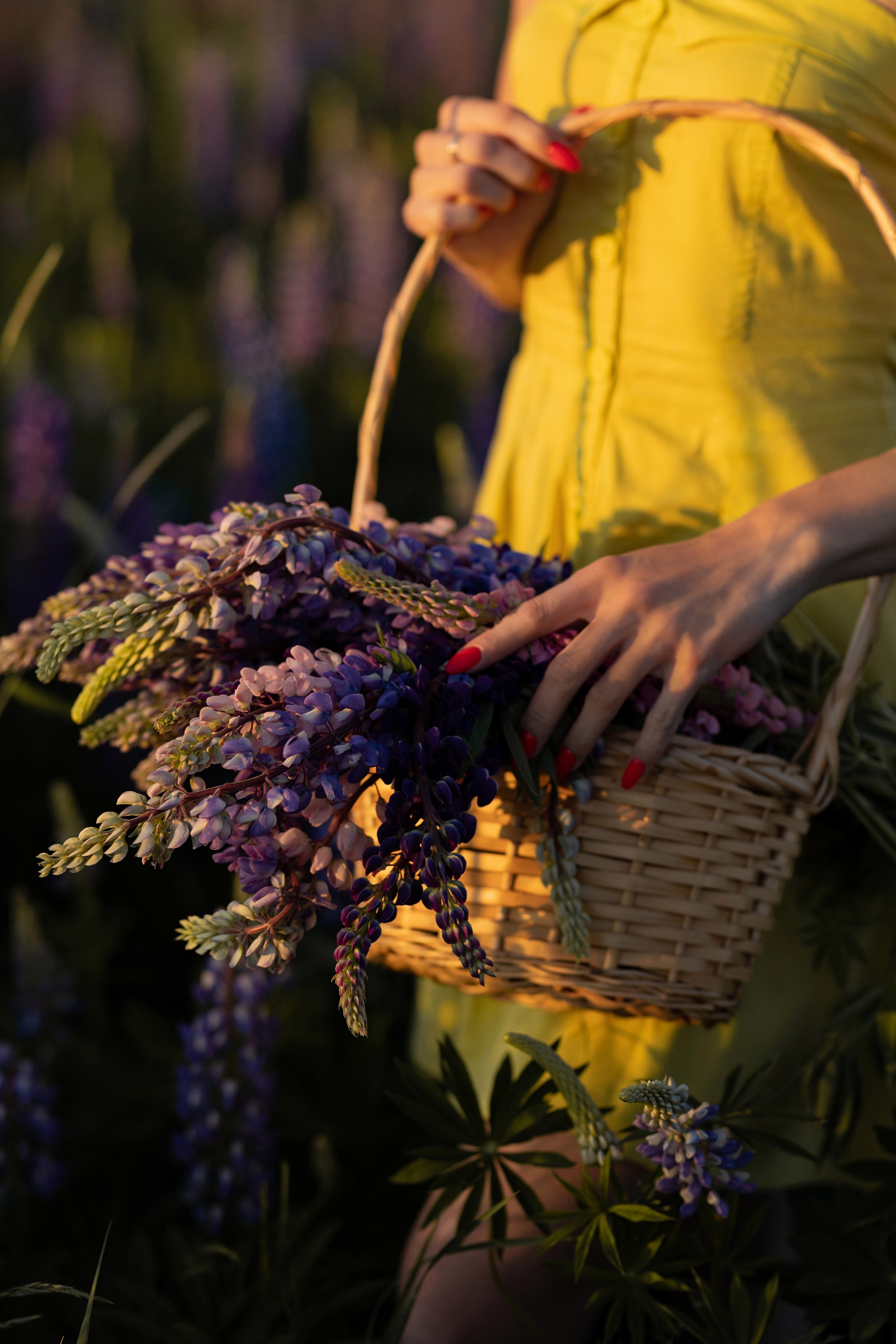 Фотосессия с люпинами. Семейный и свадебный фотограф в Санкт-Петербурге Татьяна Швыкова