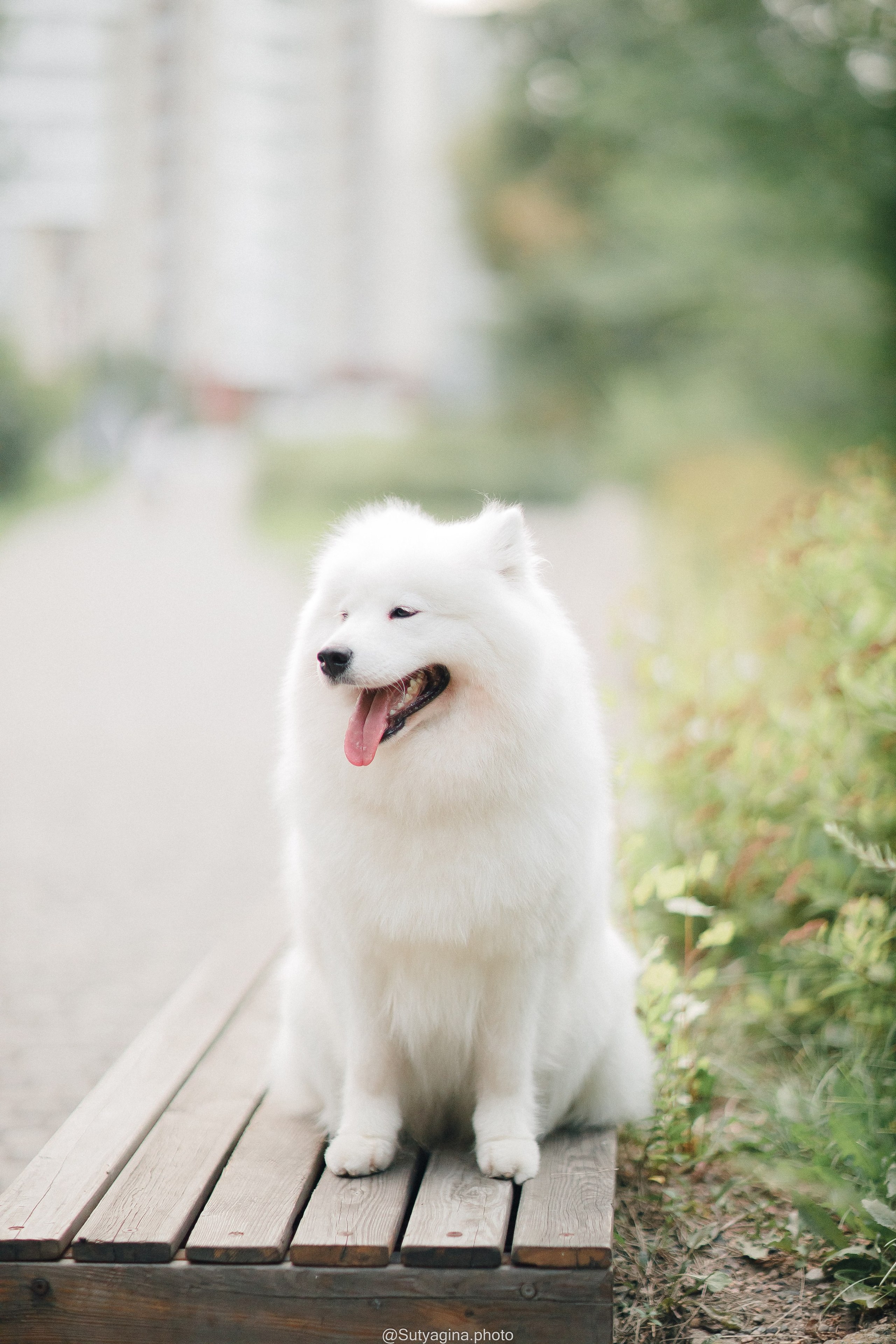 Самоед Рея. Свадебный и женский фотограф