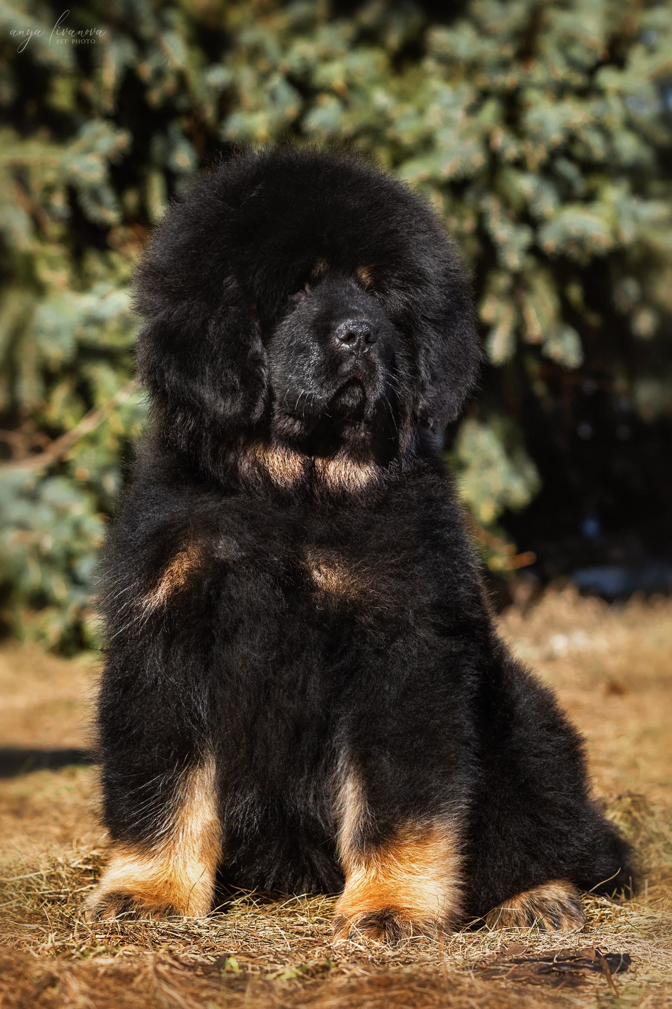 Тибеты. Фотограф анималист Аня Ливанова | Рыбинск