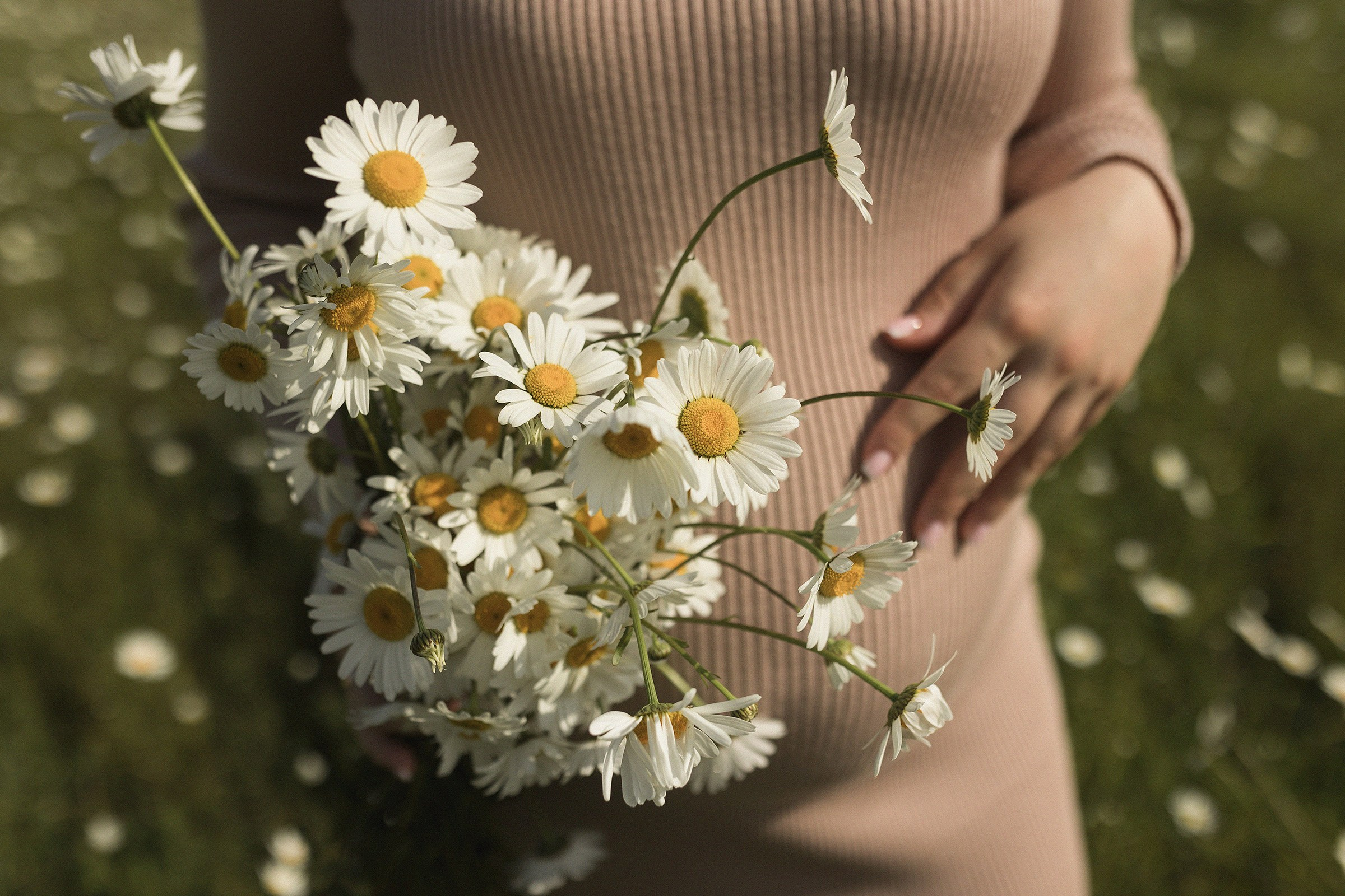 Наша ромашка. Sovushka DS