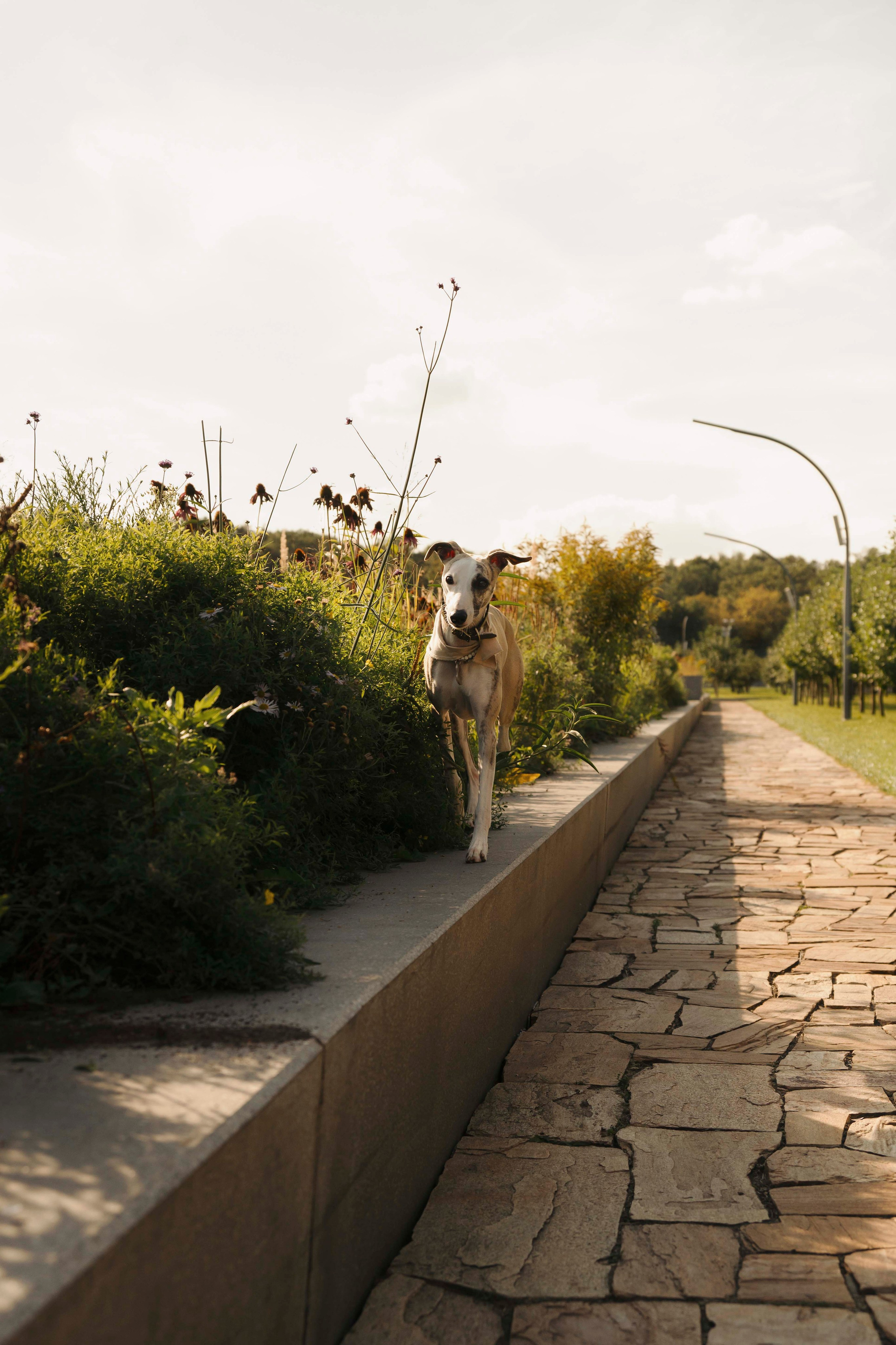 Нева и Персей. Фотограф- анималист Александра Матвеева