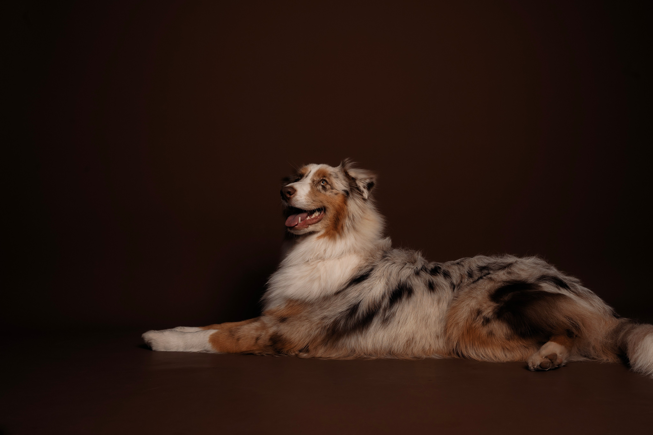 Дэймон. Фотограф- анималист Александра Матвеева