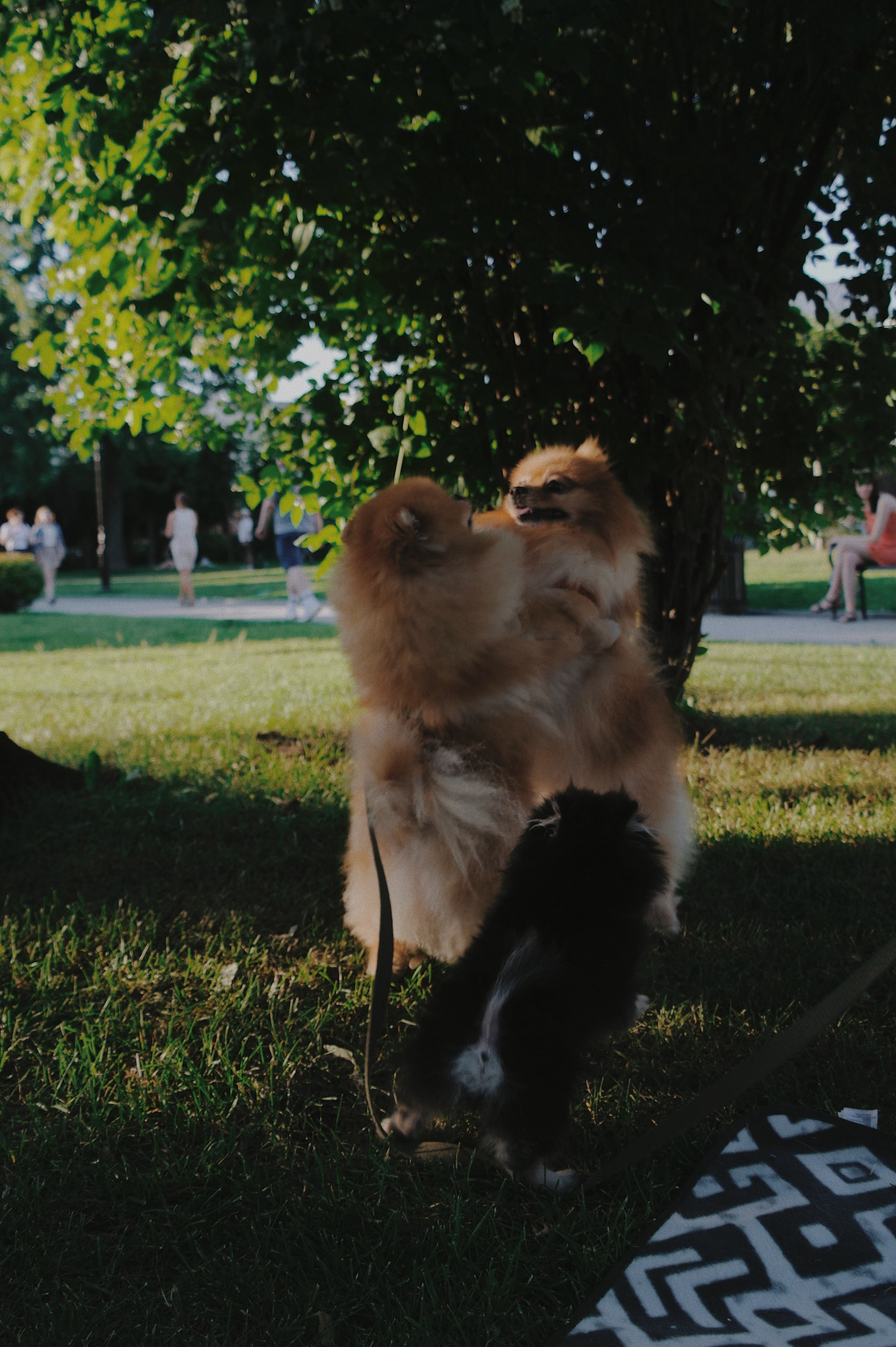 Питомцы. Татьян гертье