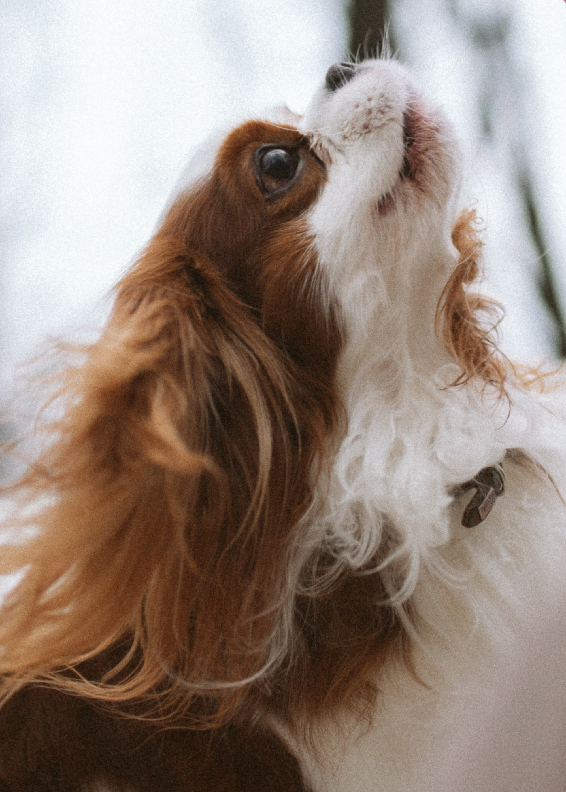 Настя и Тэйлор. Фотограф анималист в Москве Ольга Агушева
