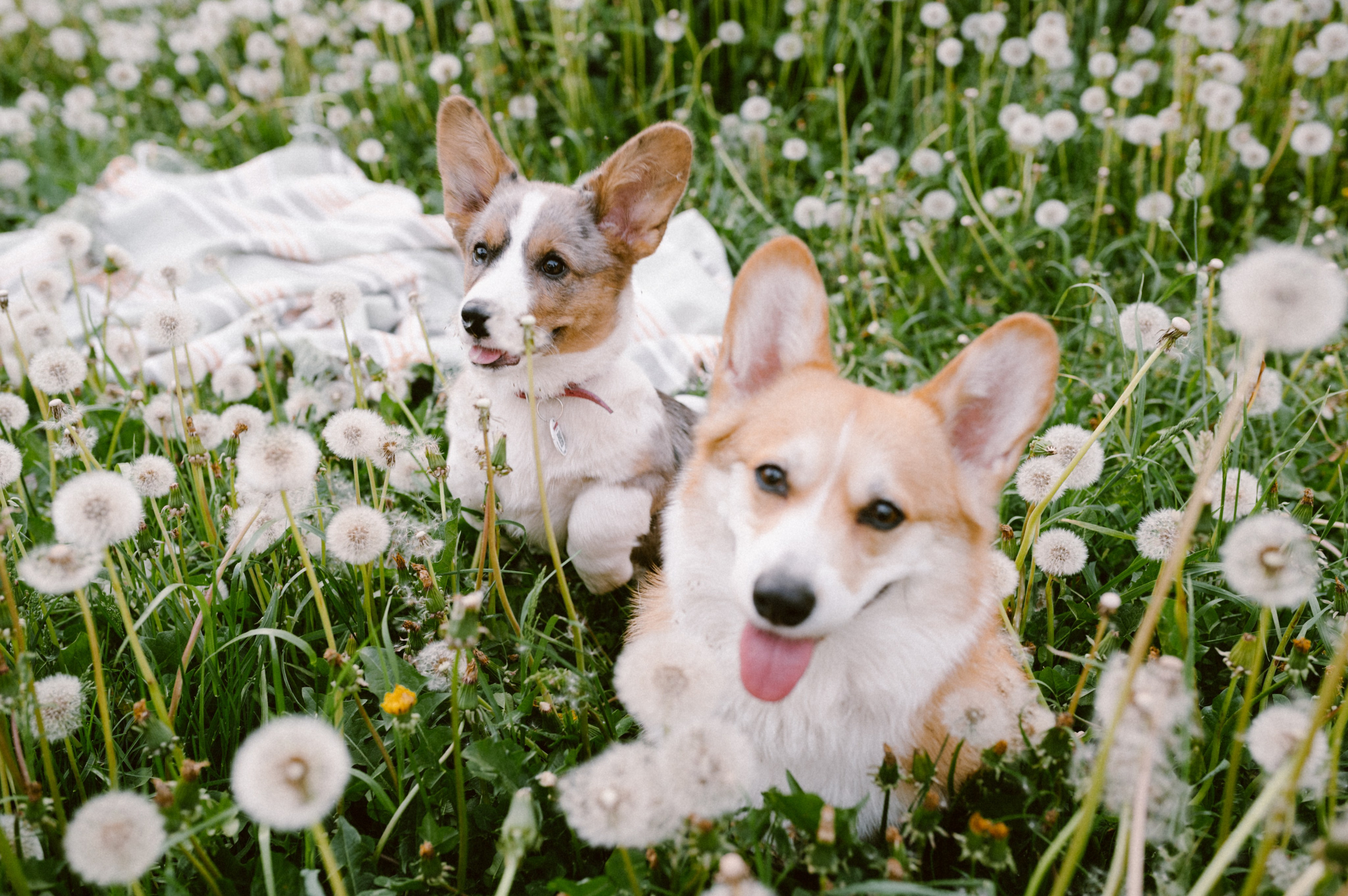 Настя и её семья. Фотограф анималист в Москве Ольга Агушева