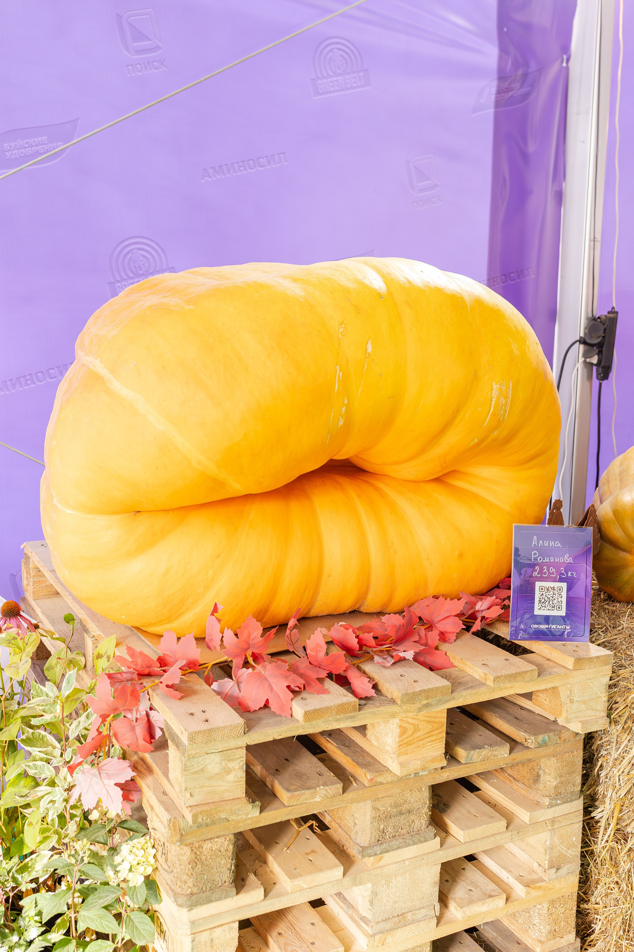 Овощи-гиганты. Александра Куликова фотограф, Москва