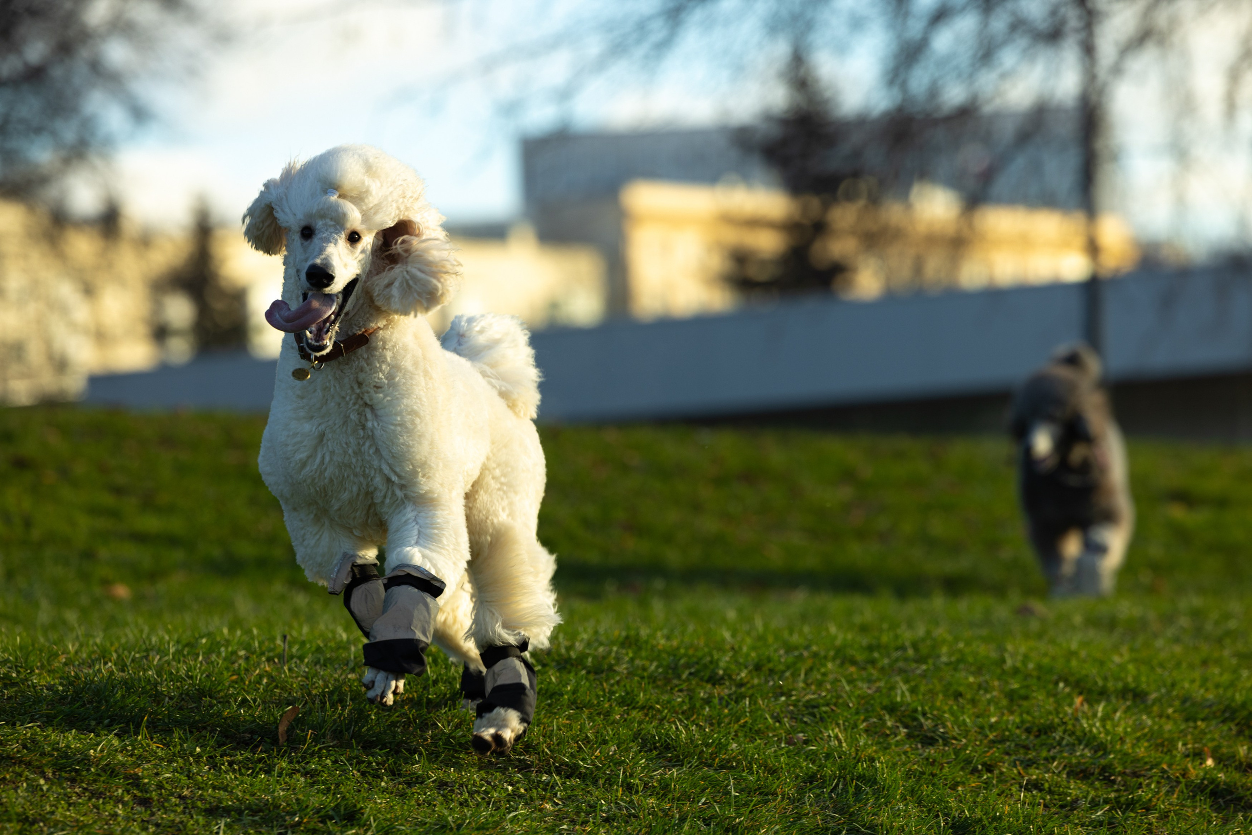 Клуб грумеров (прогулка и семинары). Виктория Зудина — фотограф в Москве