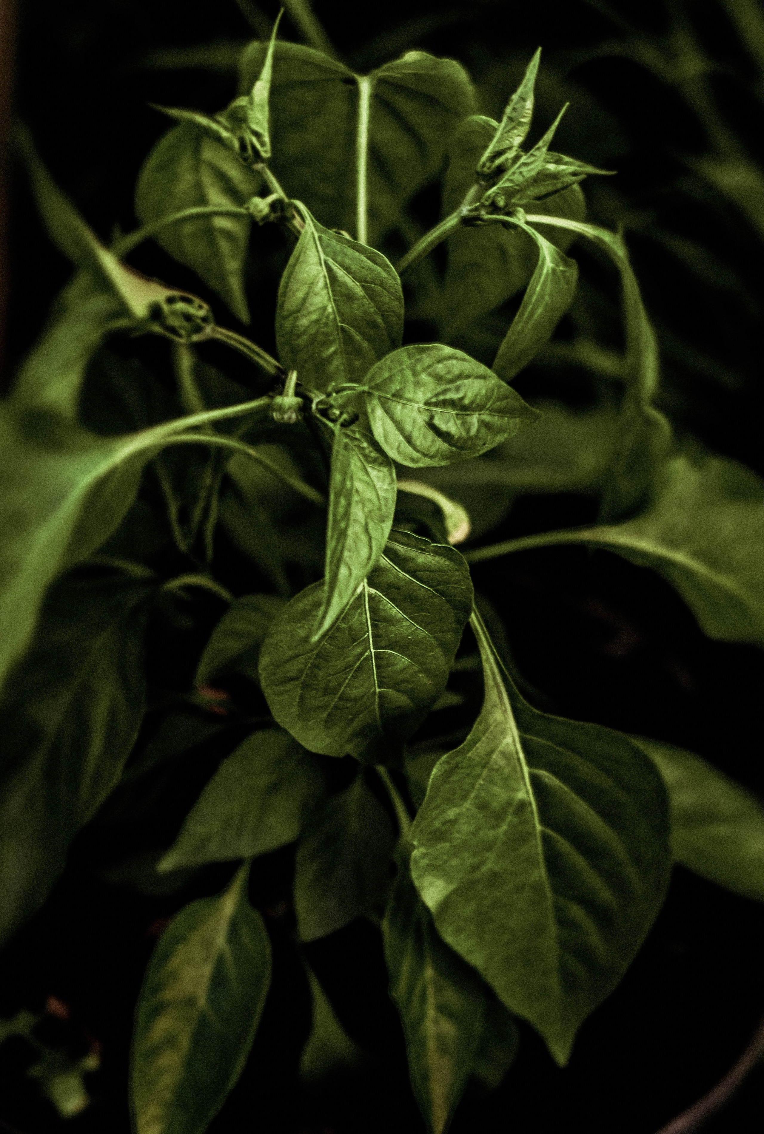 Курс «Психология на грядке». АRТ&PSY | Искусство психологии