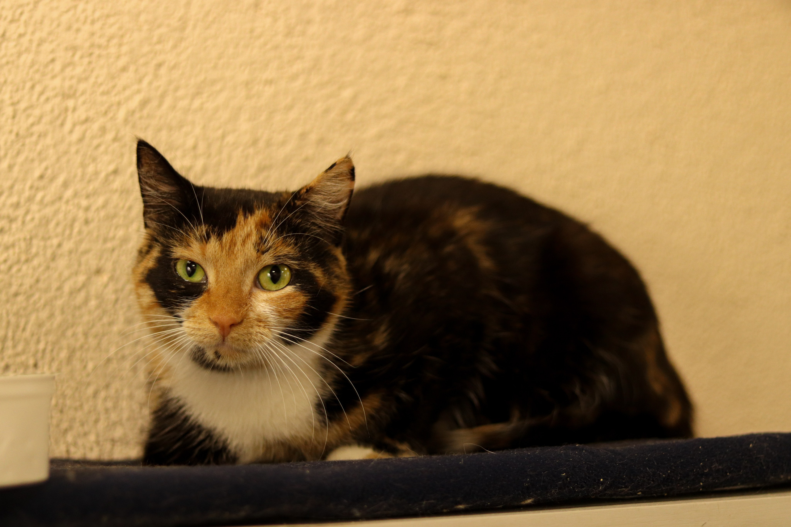 Петербургский дом кота (27 июня 2024). Ивентный фотограф в Санкт-Петербурге Олег Комков