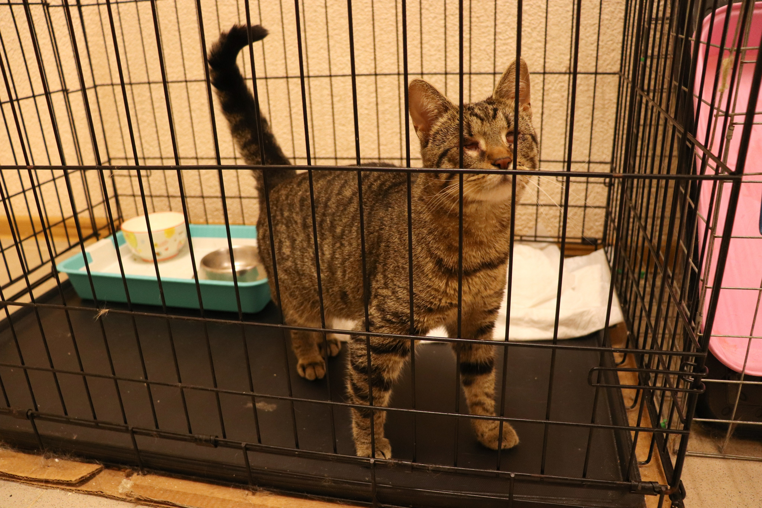 Петербургский дом кота (27 июня 2024). Ивентный фотограф в Санкт-Петербурге Олег Комков