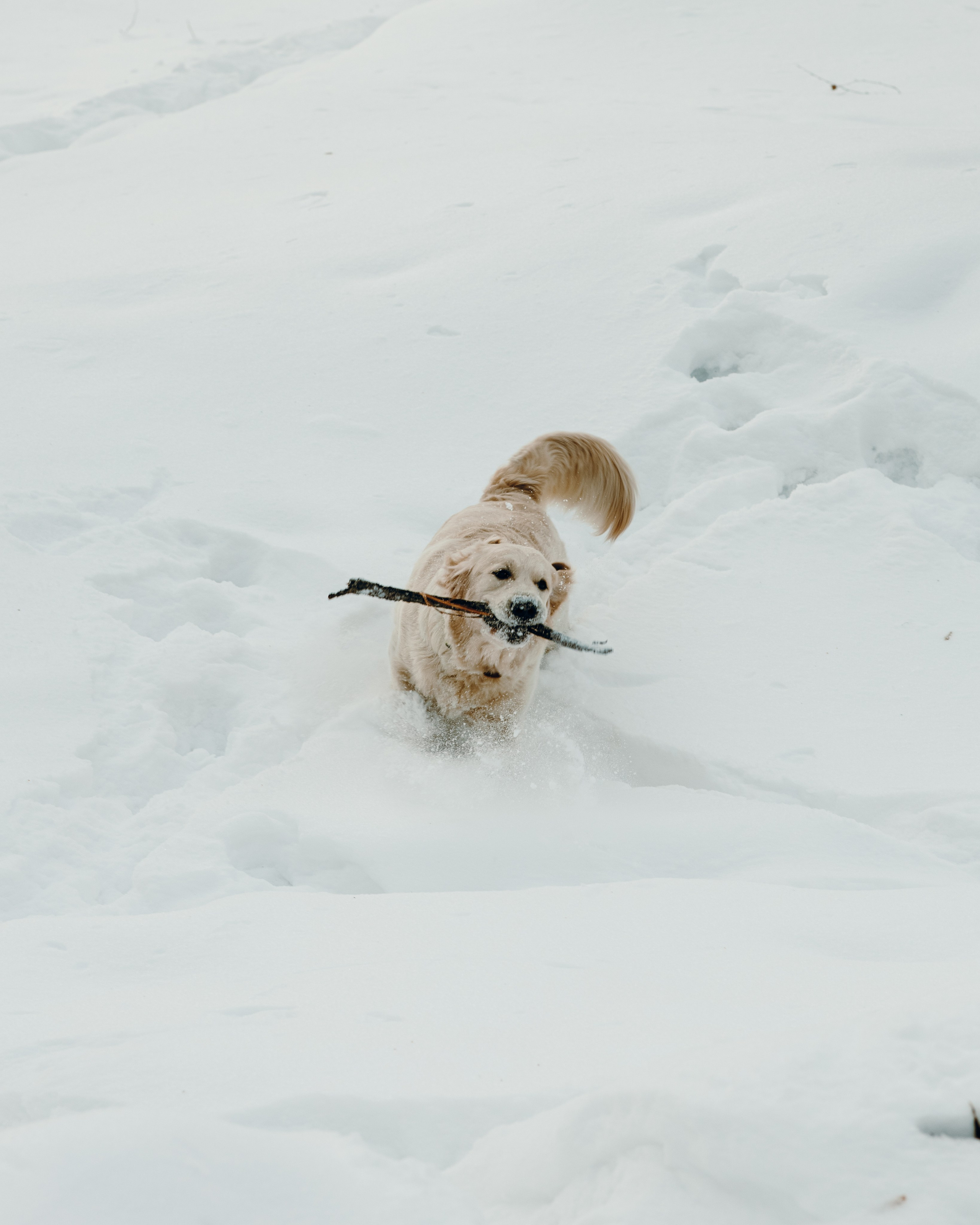 Эва и Настя. Анна Самохина. Фотограф. Москва