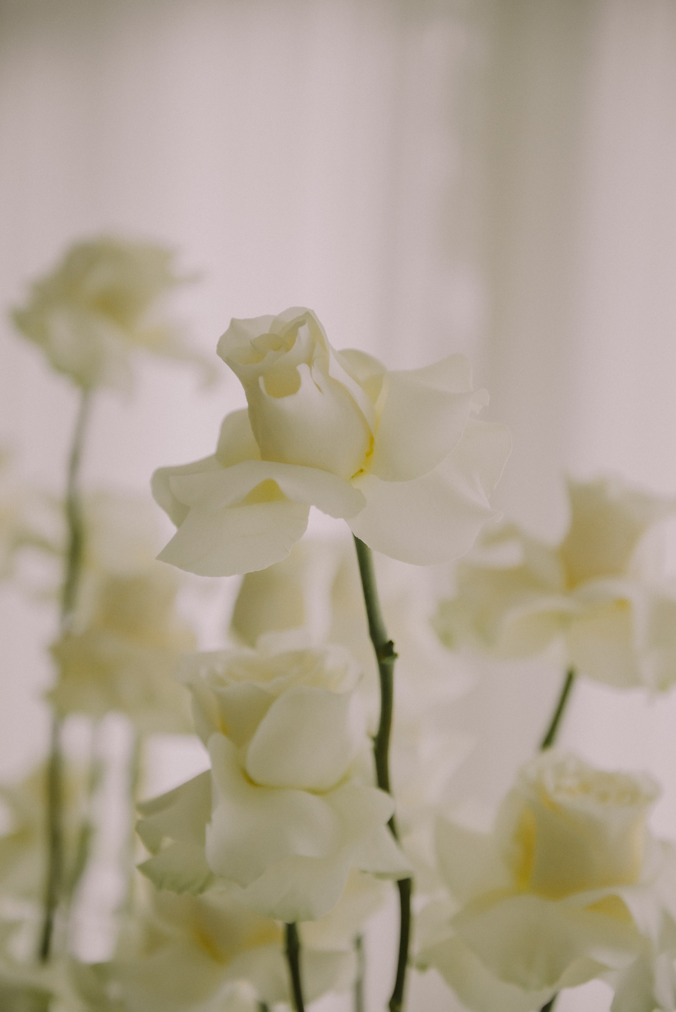 Кристина и Павел. Ялта. Свадебный, женский, семейный фотограф в Севастополе Юлия Мошенко