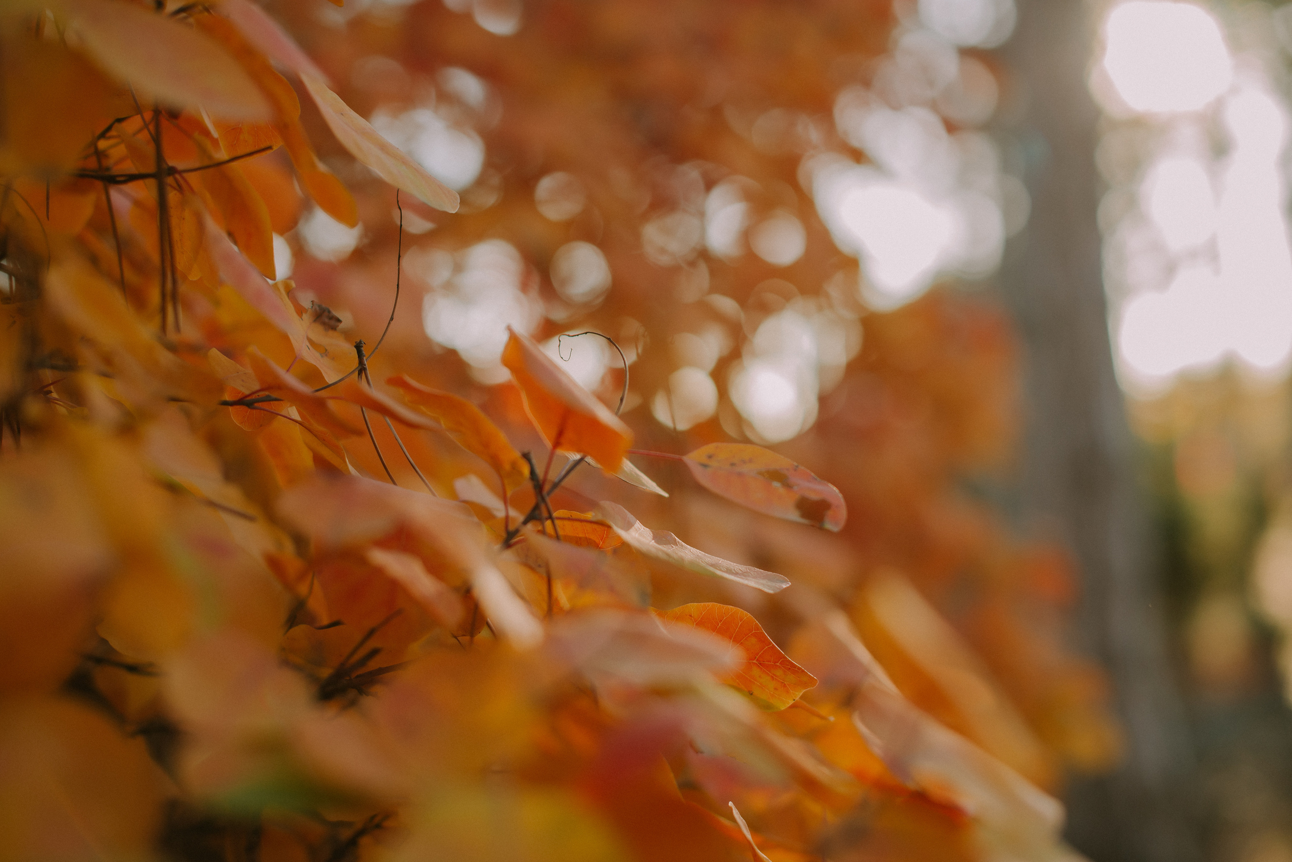 Осеннее чаепитие. Свадебный, женский, семейный фотограф в Севастополе Юлия Мошенко