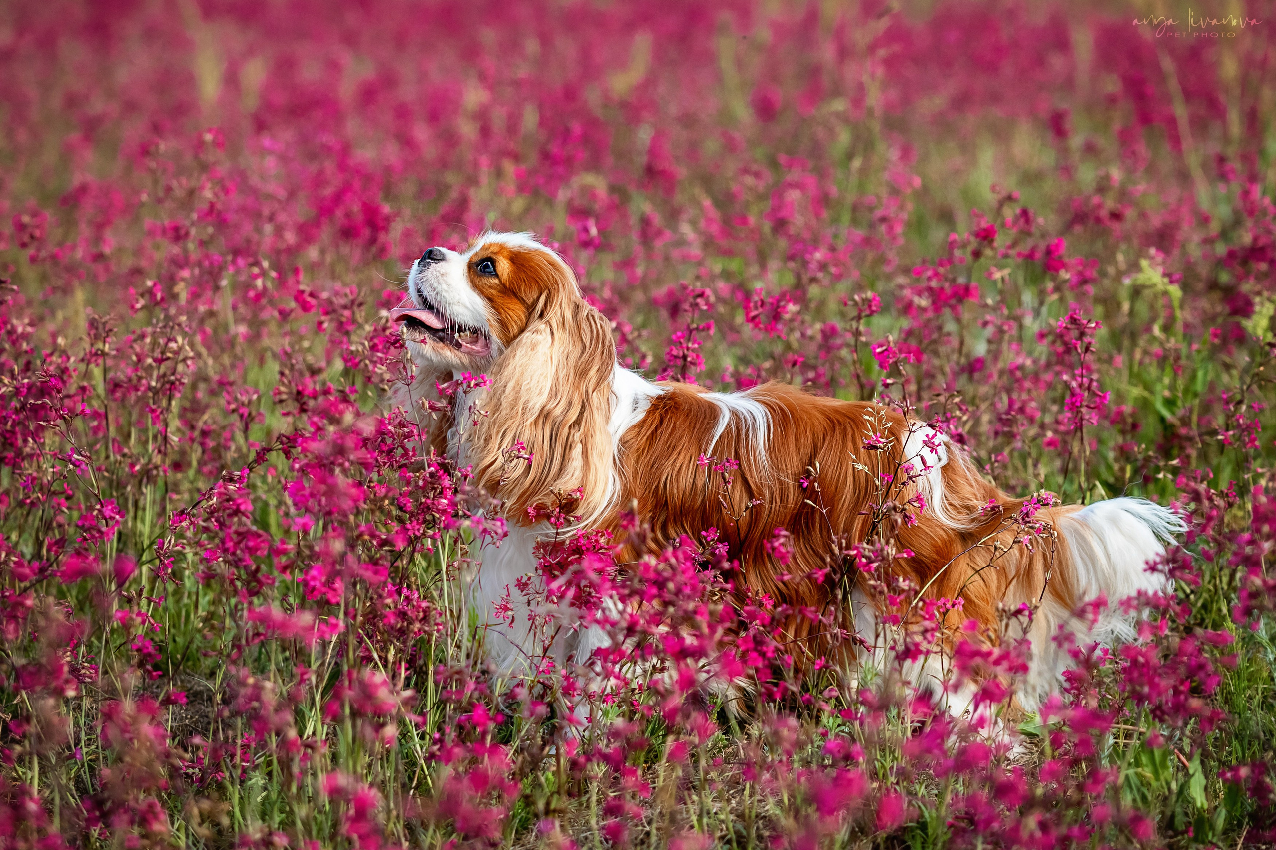 Смолка клейкая. Фотограф анималист Аня Ливанова | Рыбинск