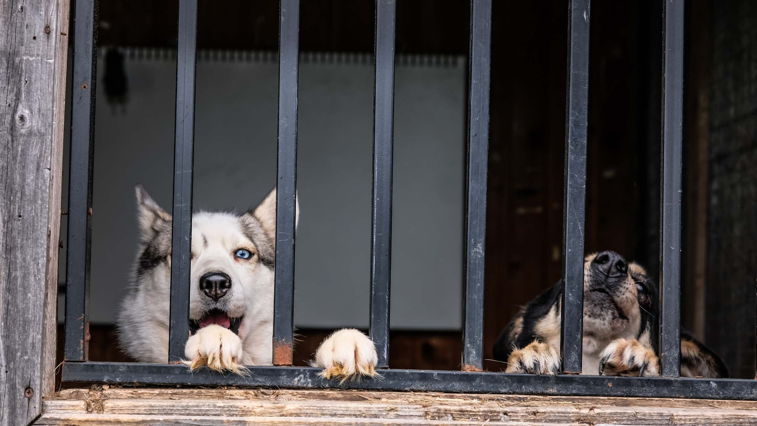 Приют Хаски. KRUTOVA_фотографирую жизнь