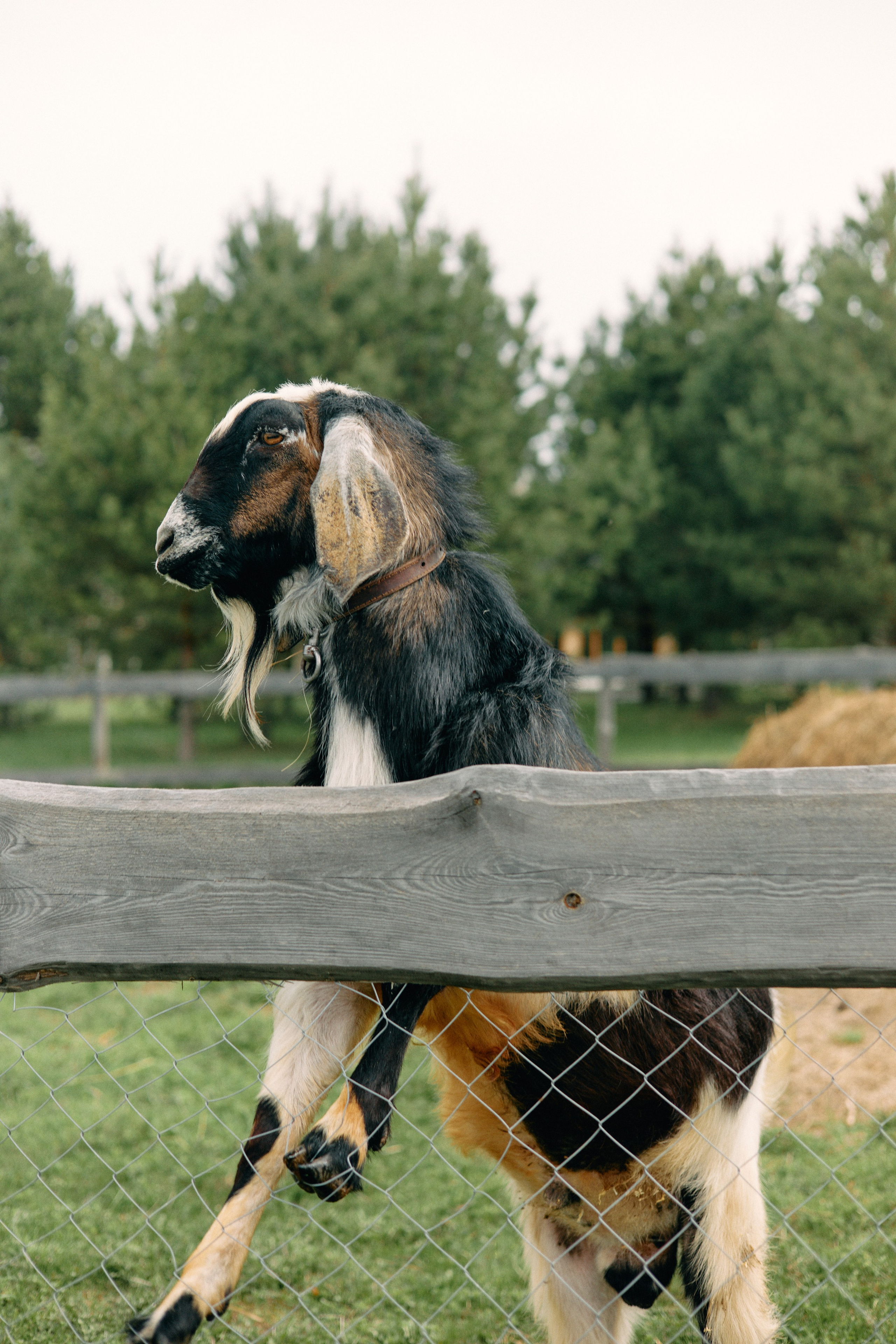 Бутик-отель Поле летом. Профессиональный Фотограф во Владимире, в Москве и в Суздале — Полина Романычева