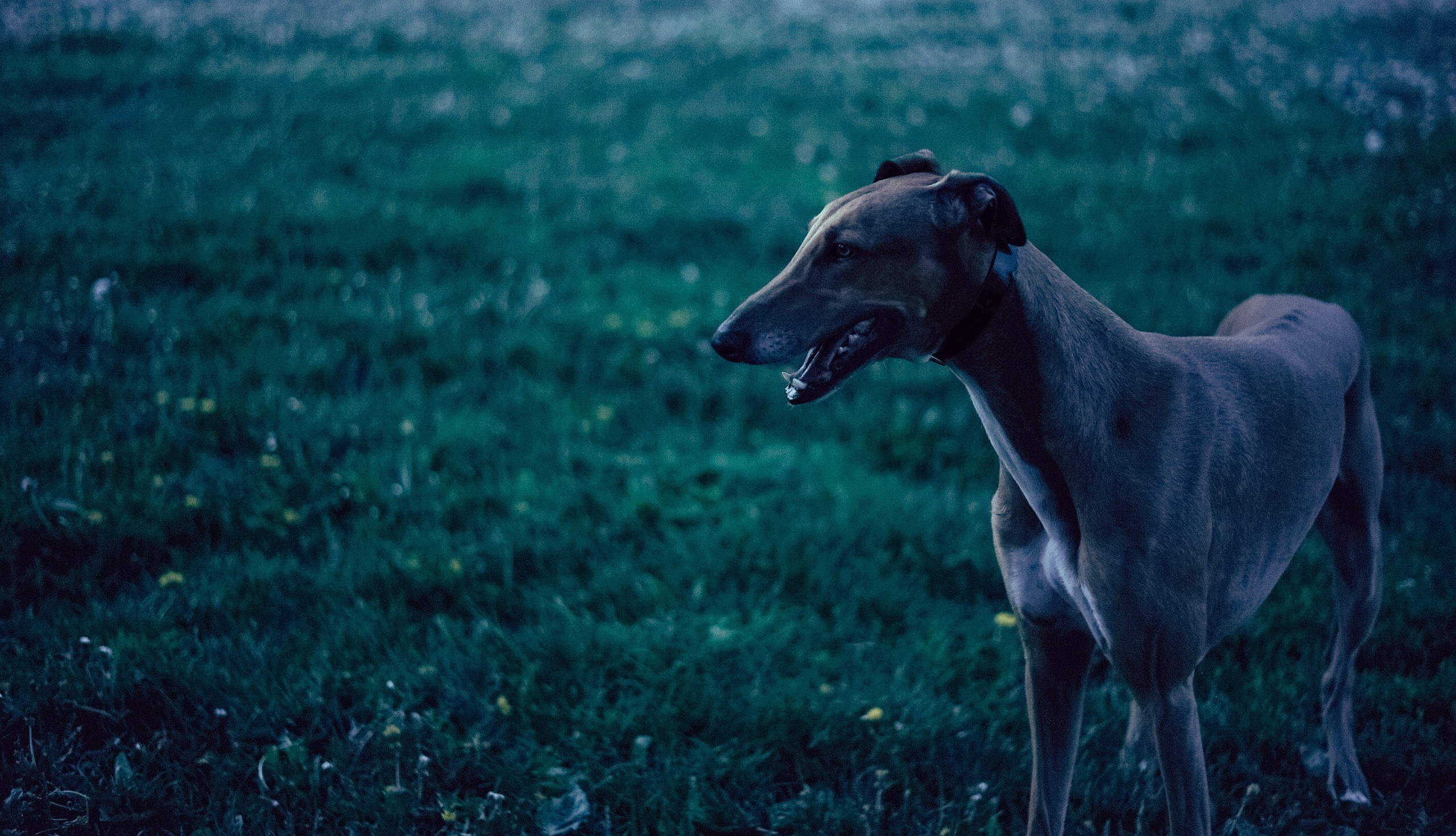 Фауна. Элька Мурзина