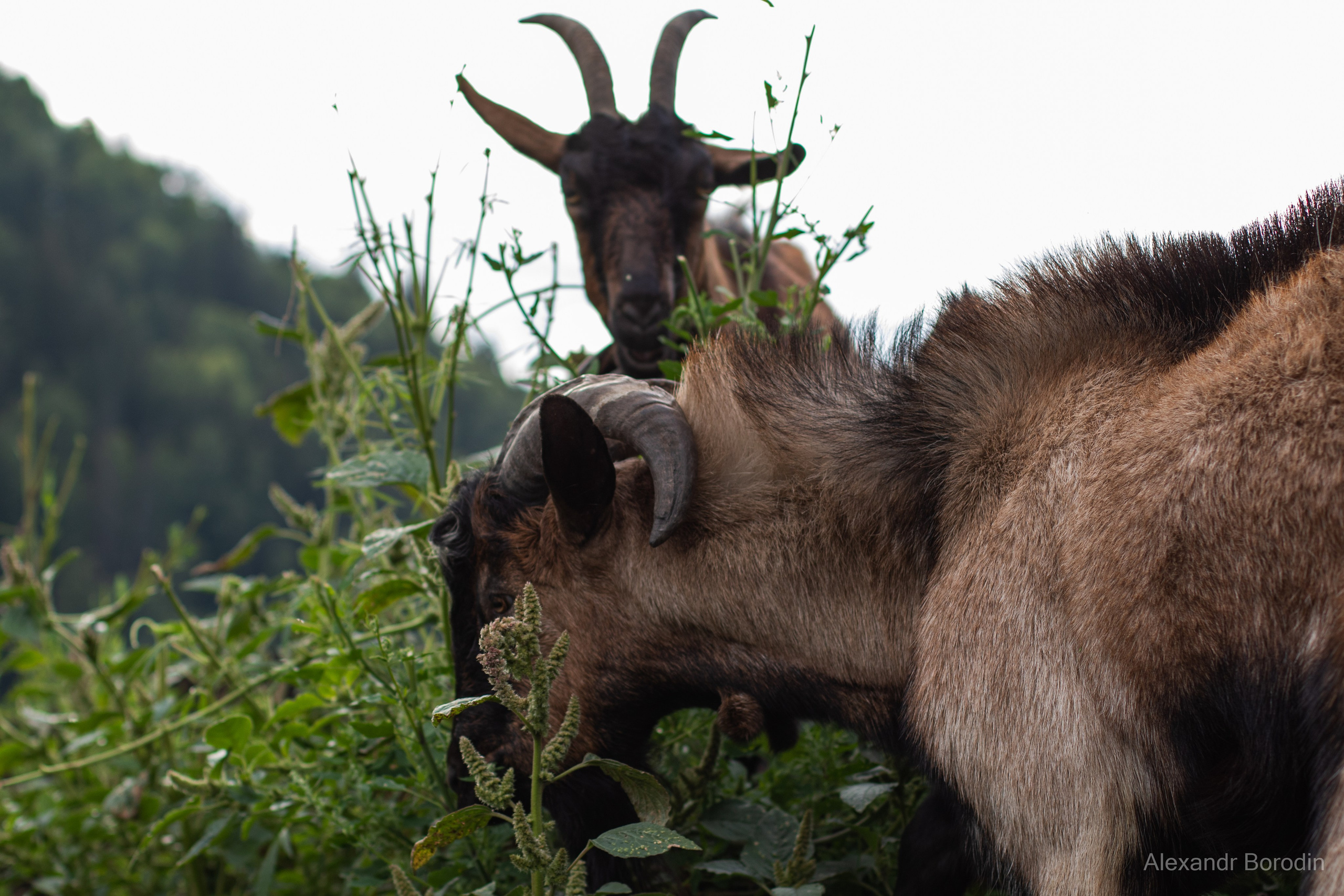 Анимализм. Профессиональный фотограф Александр Бородин