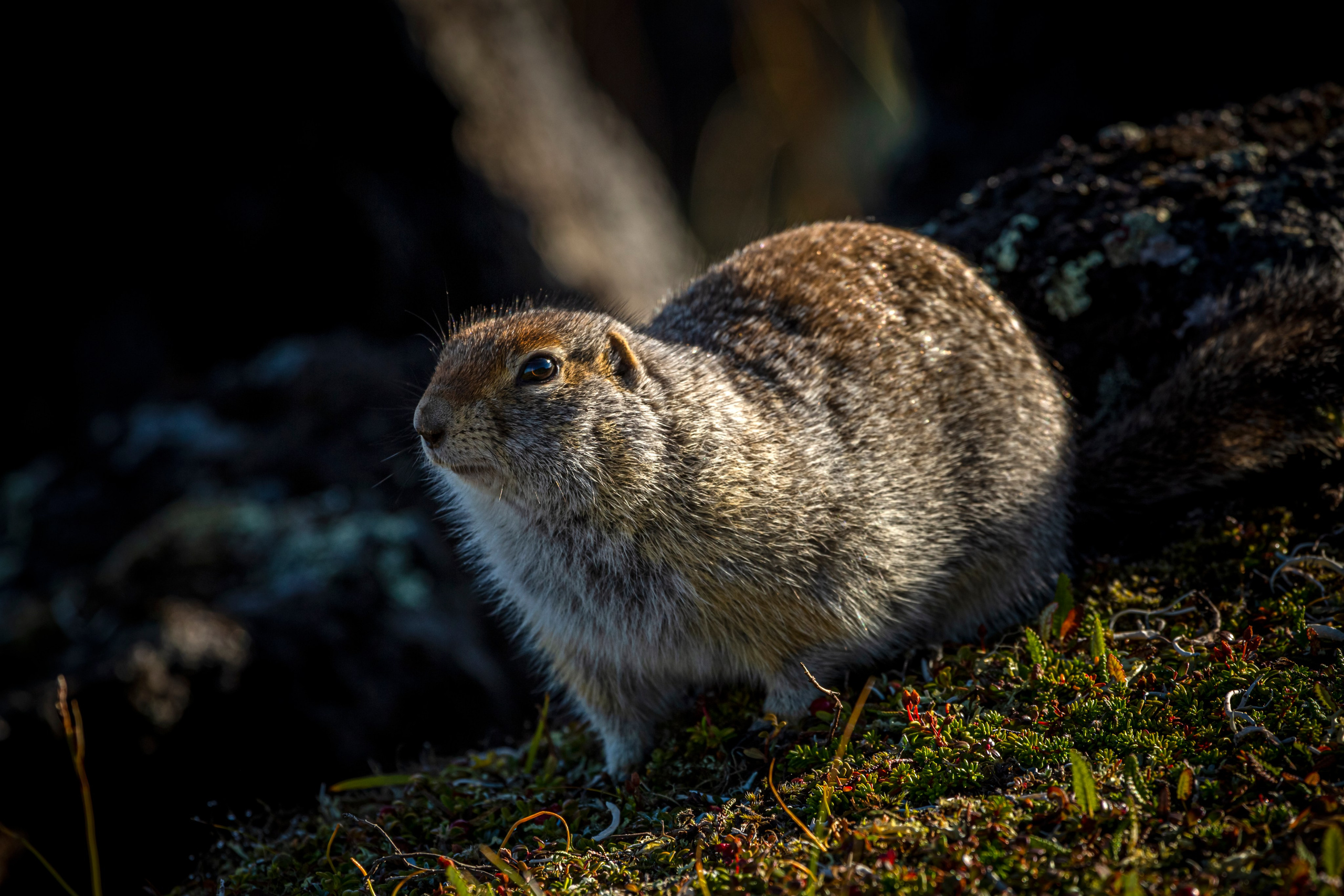 Wildlife photography. Photographer Kirill Sergeev | Moscow