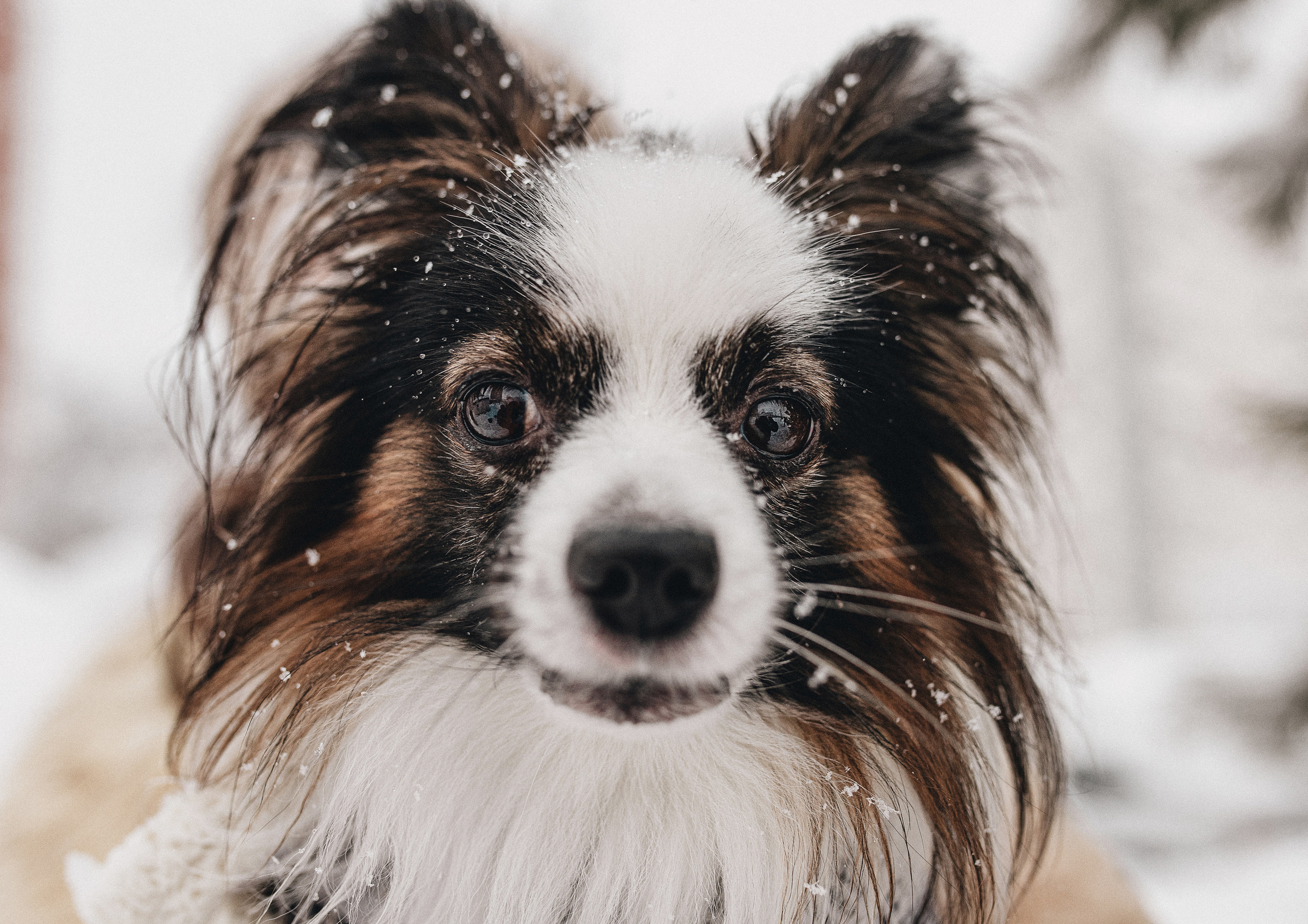 Зима, Пушкин и Ира. Фотограф в Краснодаре Алена Соколовская