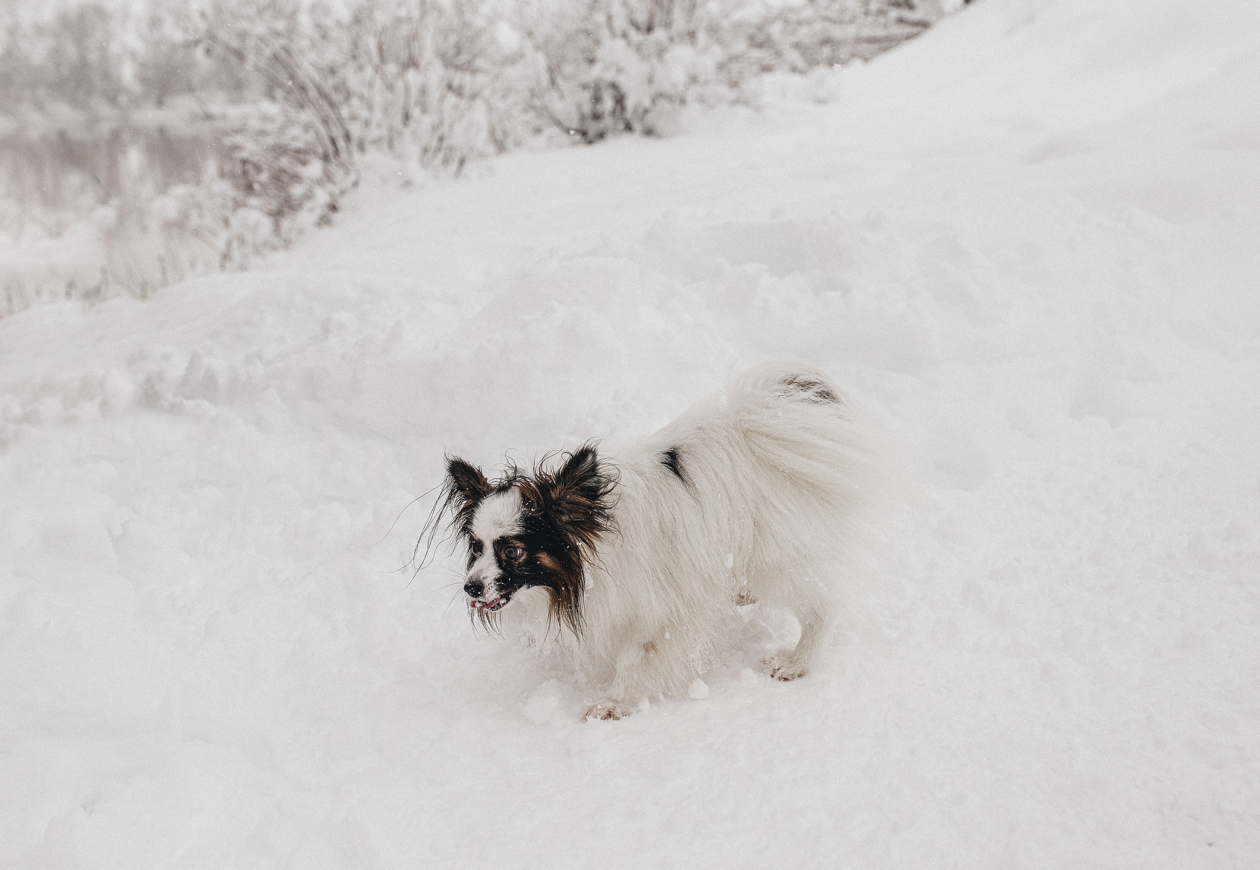 Зима, Пушкин и Ира. Фотограф в Краснодаре Алена Соколовская