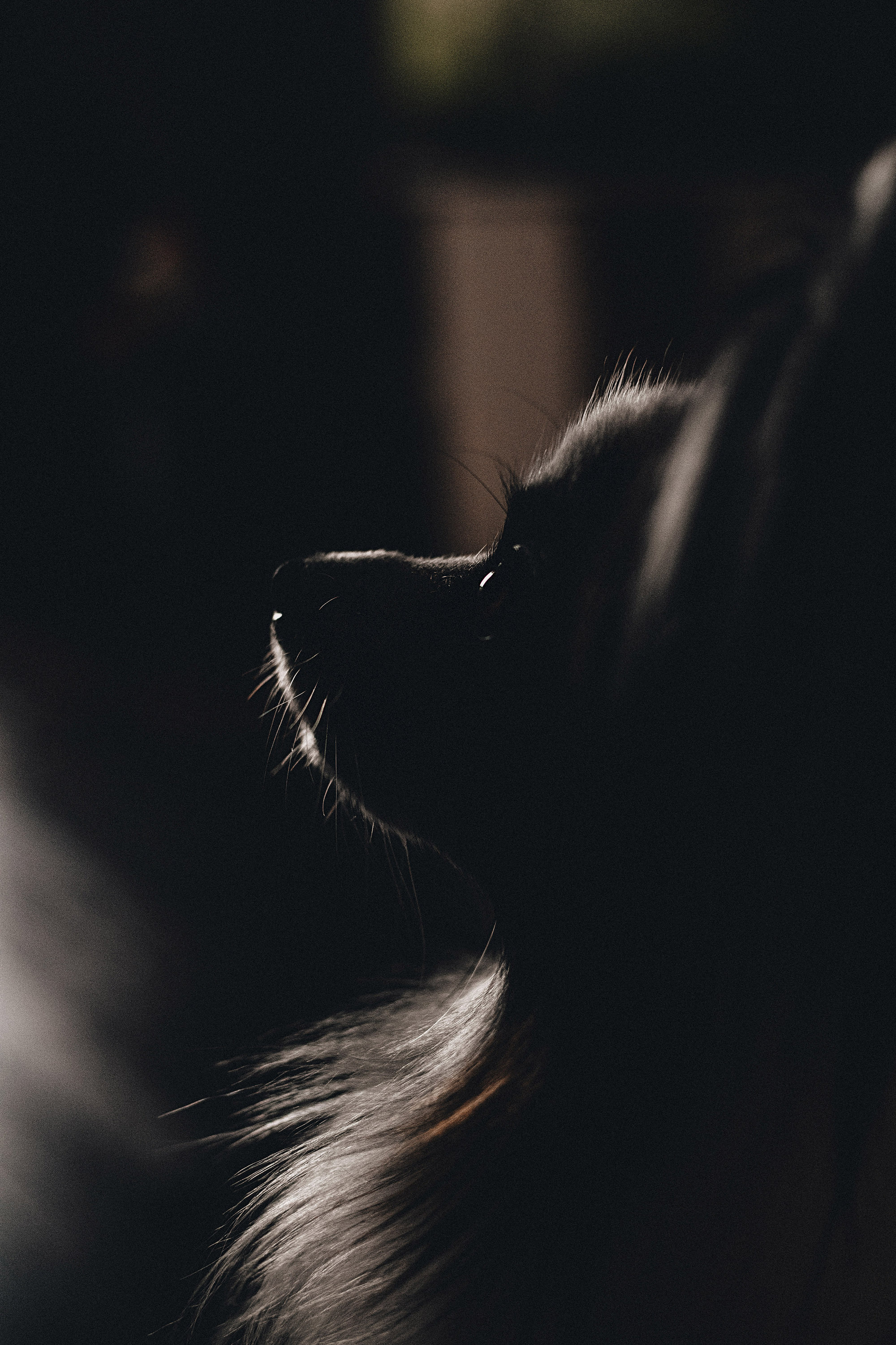 Контент для папильона Пушкина. Фотограф в Краснодаре Алена Соколовская