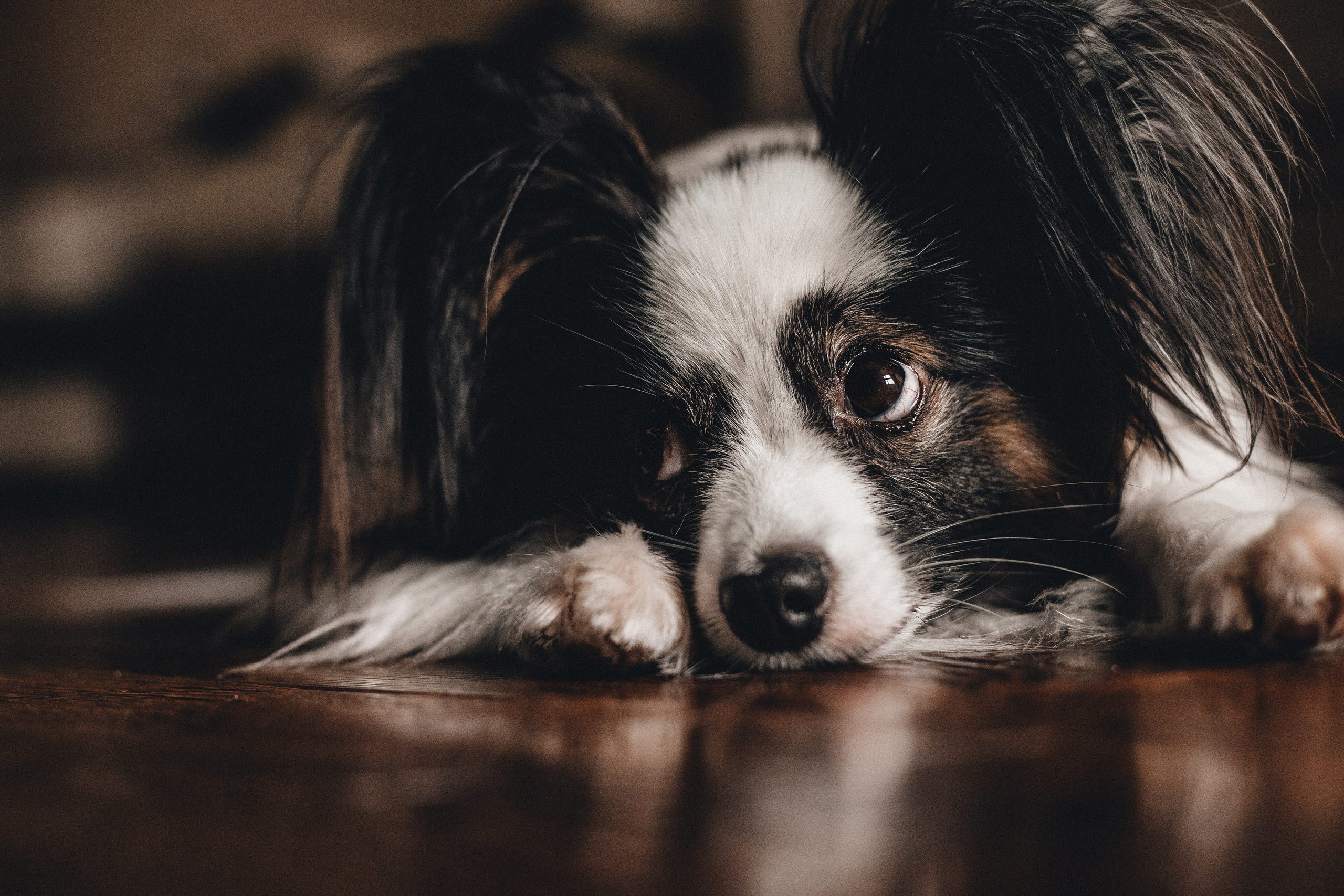 Контент для папильона Пушкина. Фотограф в Краснодаре Алена Соколовская