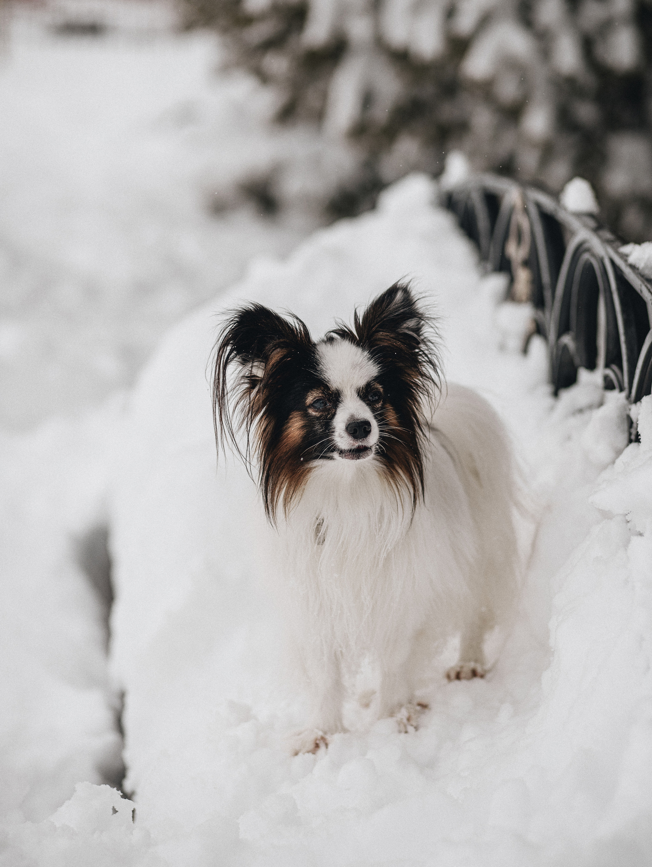 Зима, Пушкин и Ира. Фотограф в Краснодаре Алена Соколовская