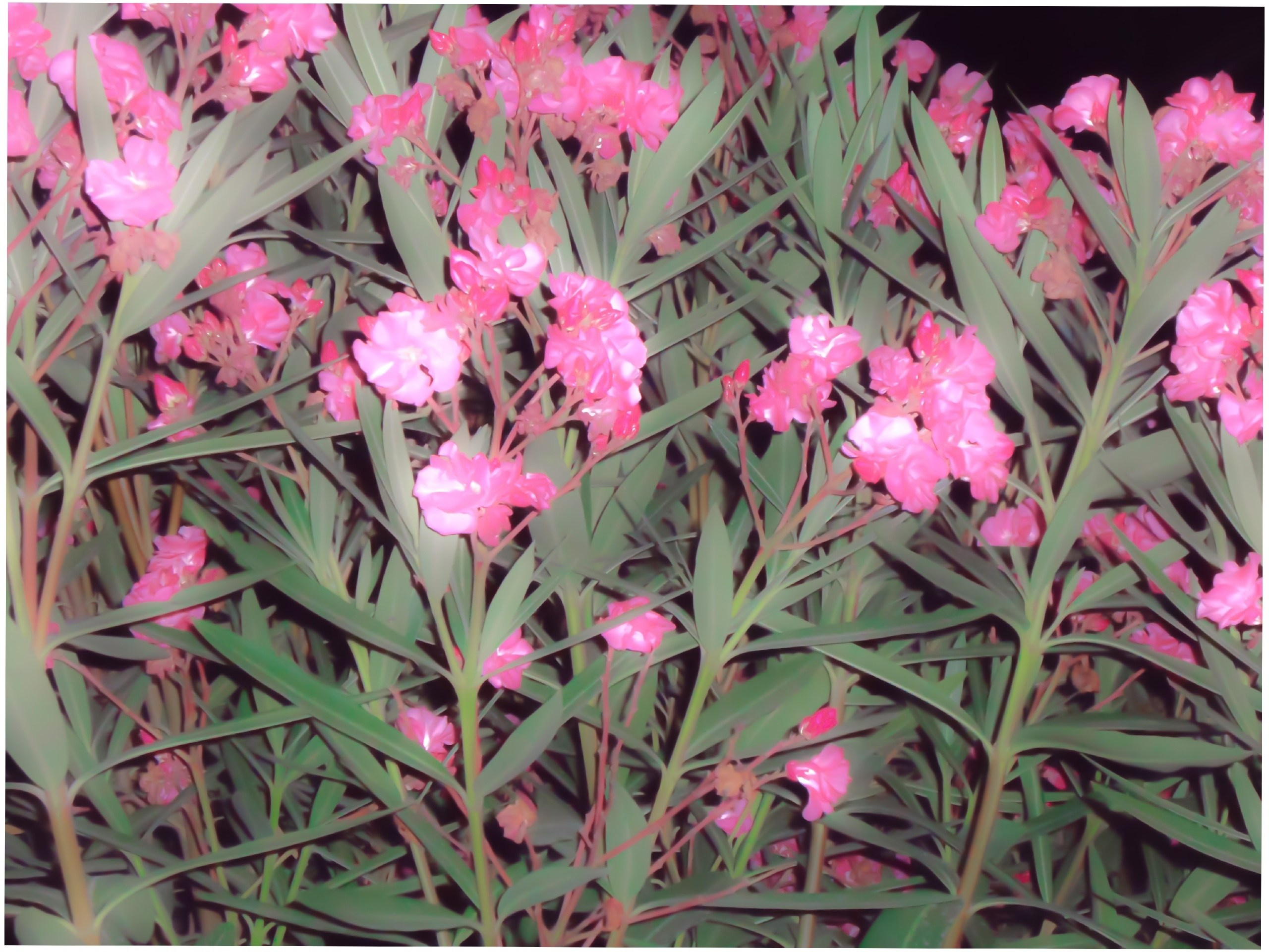 Абхазия. Фотограф и видеограф в Бугульме Аня Трутнева