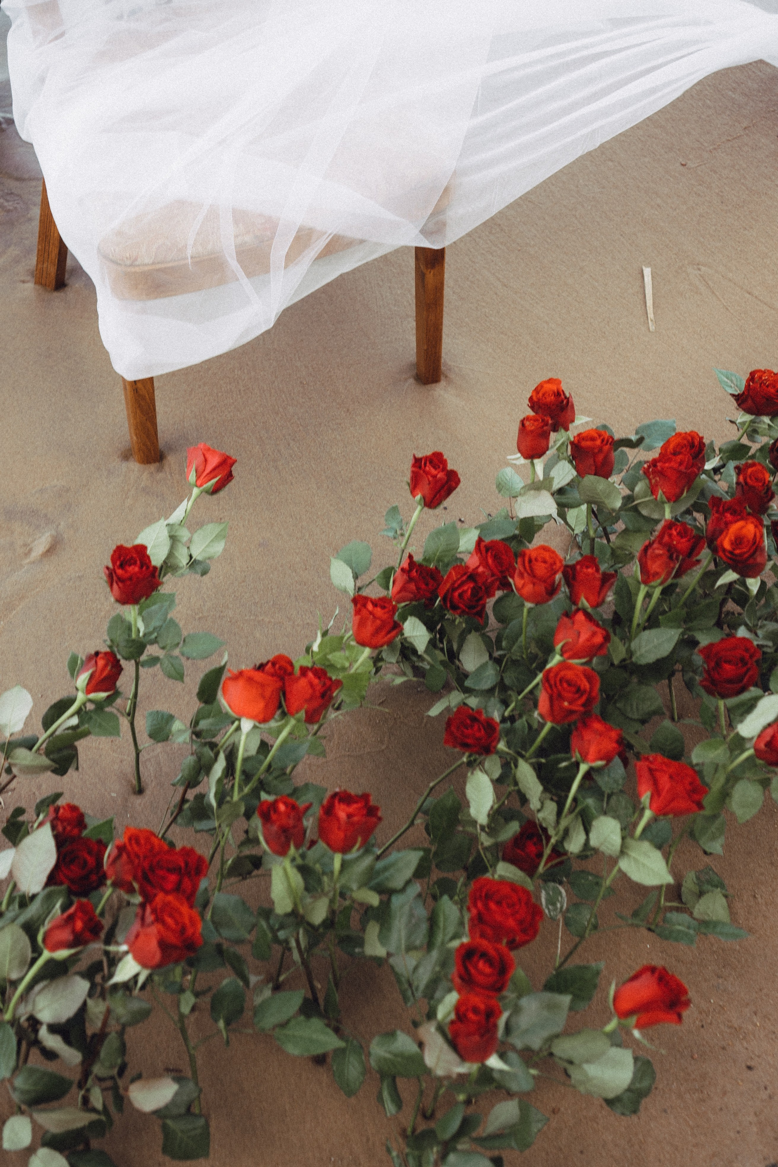 Розы. Профессиональный фотограф, Санкт-Петербург — Виктория Богомолова