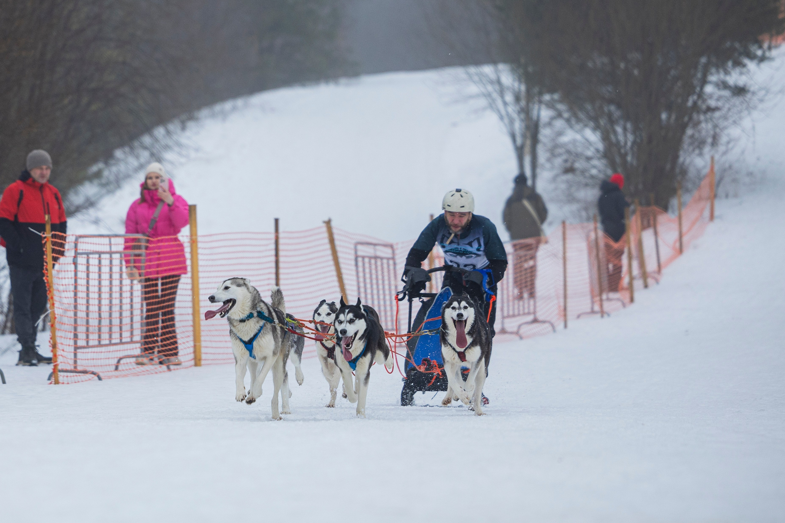 Зимний Чемпионат Санкт-Петербурга по ездовому спорту. Фотограф-анималист Анна Маринич
