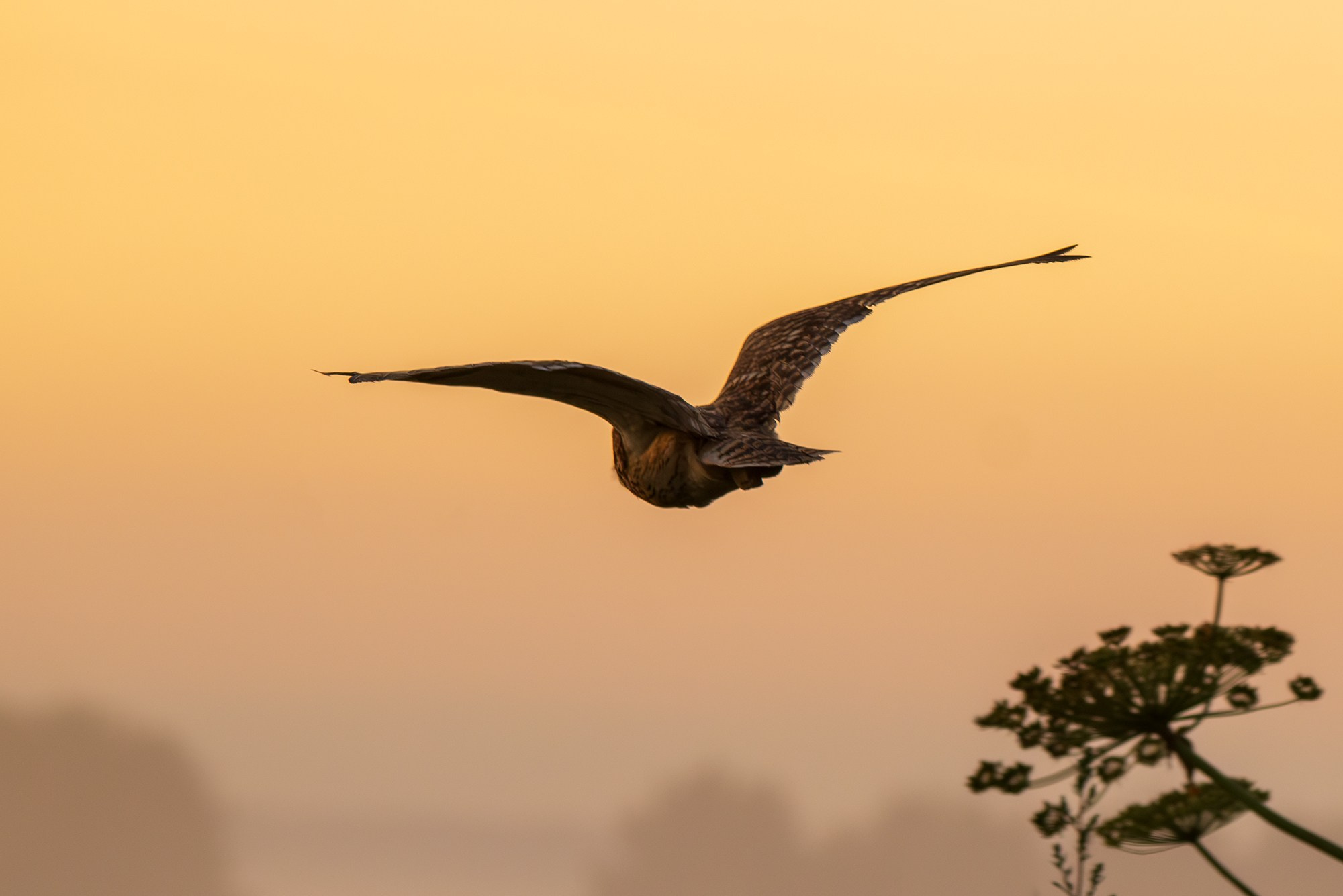 Удивительные мир птиц. Вокруг нас столько прекрасного — присмотритесь!. Ваш личный фотограф Марина Волкова