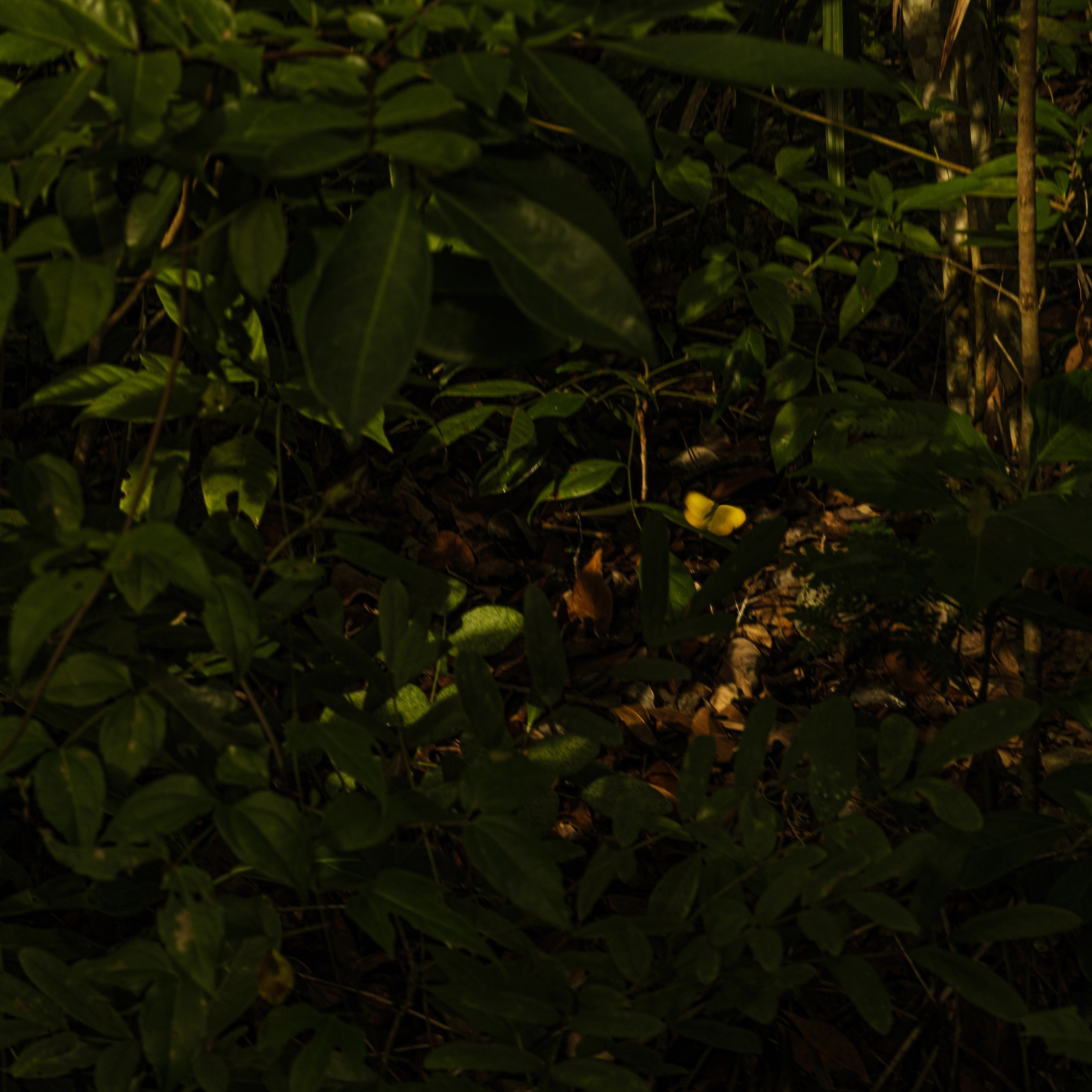 Momotus Azul. Margarita Rodionova — a contemporary lens-based artist currently working in Cancun, Mexico