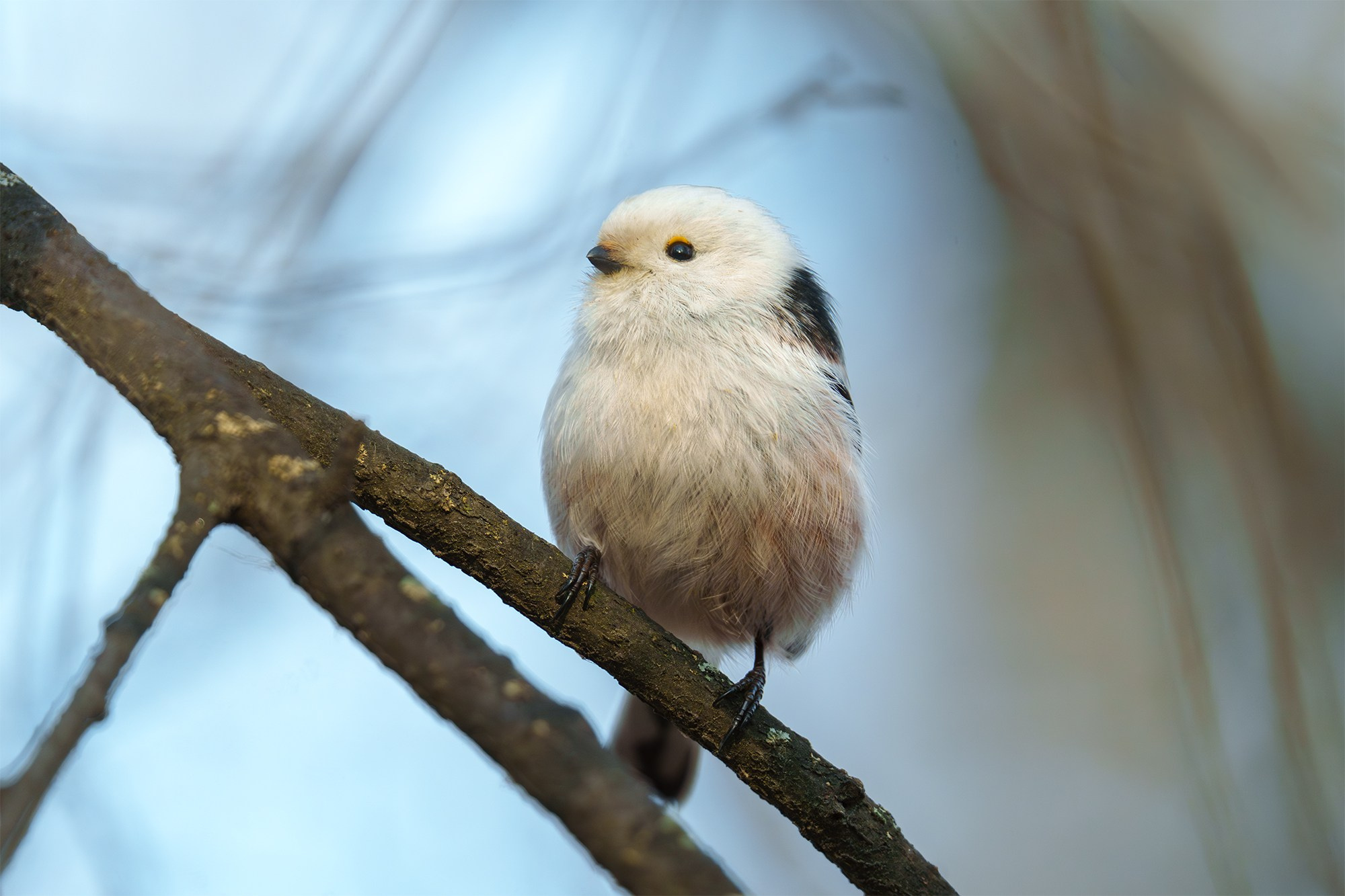 Удивительные мир птиц. Вокруг нас столько прекрасного — присмотритесь!. Ваш личный фотограф Марина Волкова