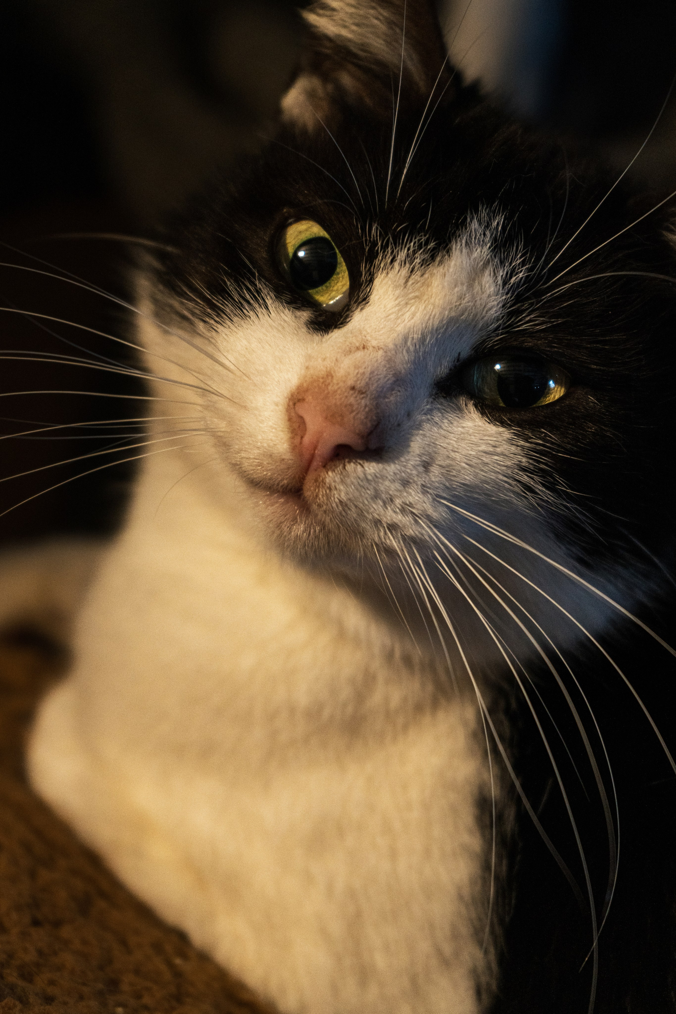 Pets. Makaroshkassirom — photographer in Minsk