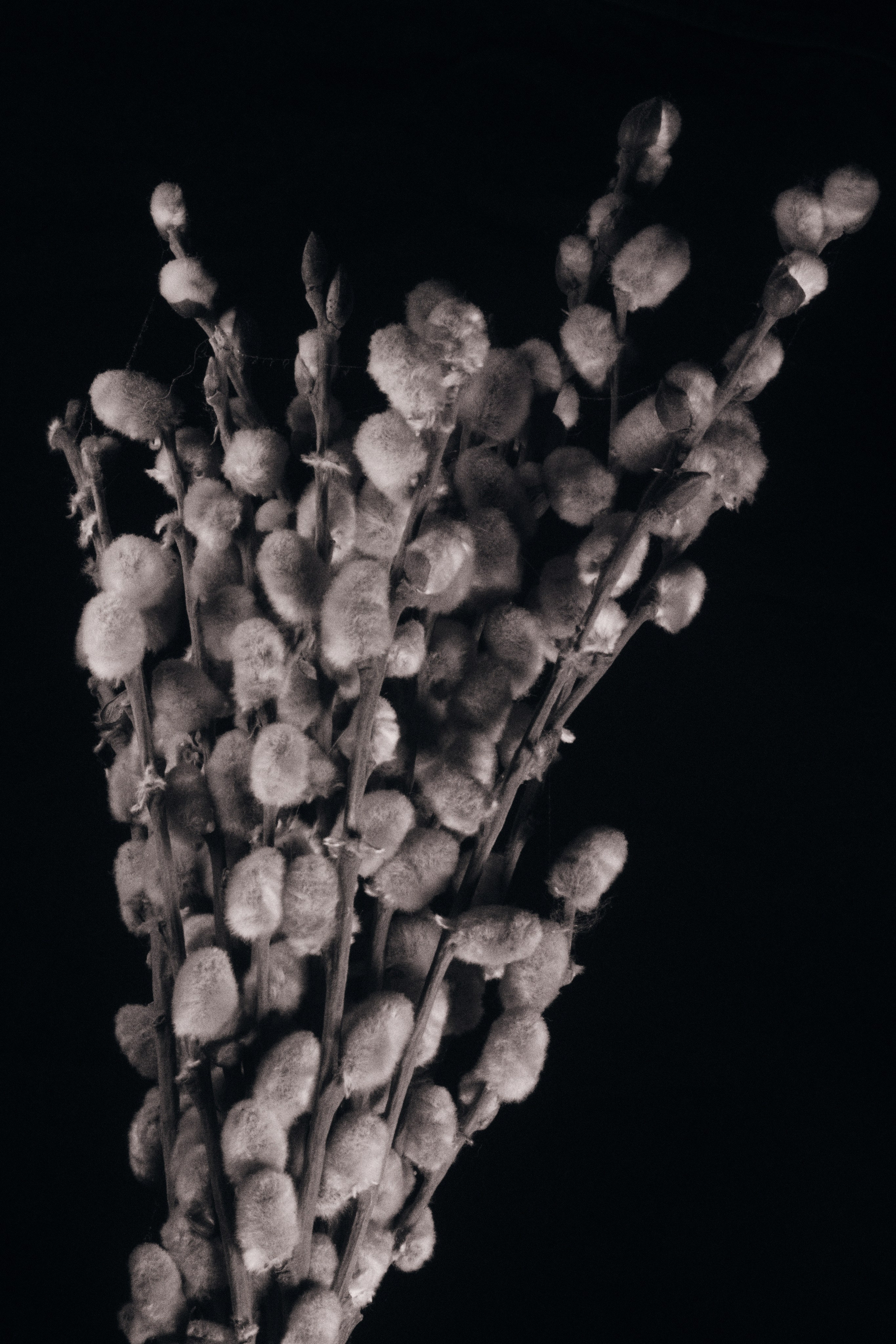 ЦВЕТЫ. Фотограф в Алматы Артемий Матюнин