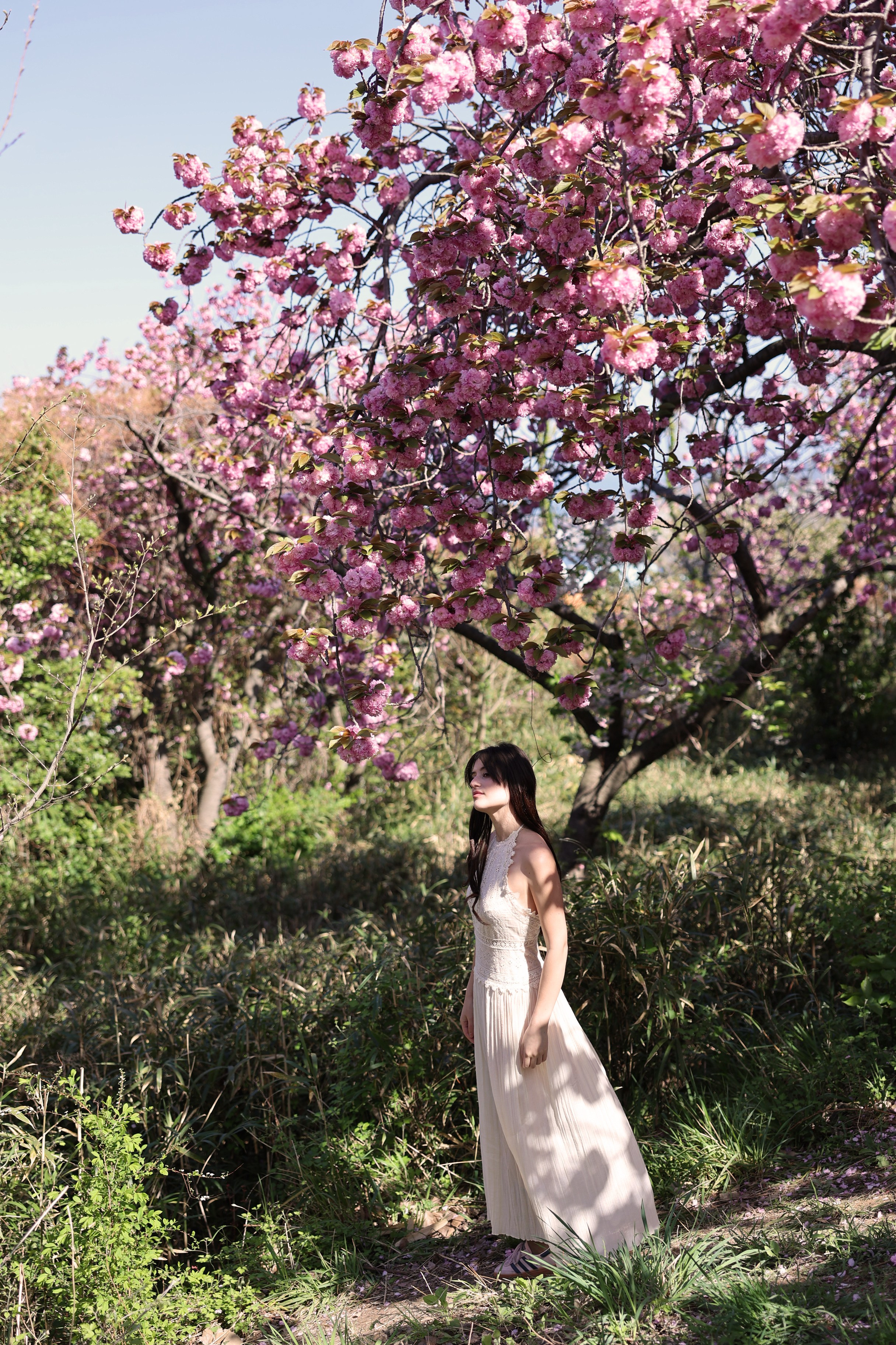Busan Photographer. Photographer in Busan | Royal Cherry Blossom Solo Photoshoot