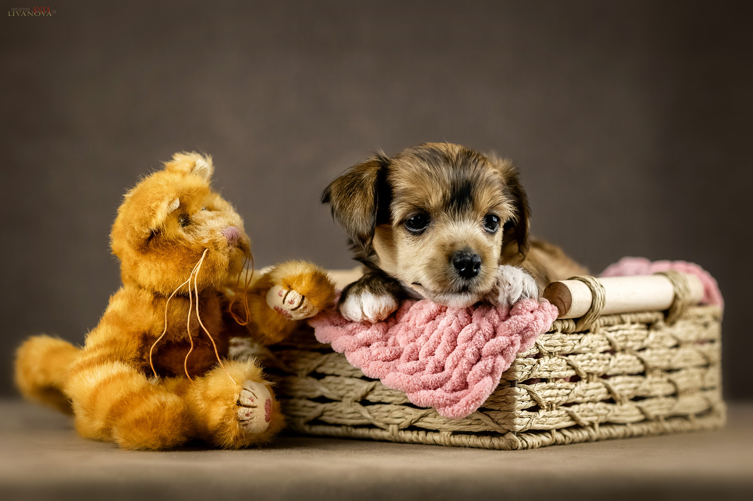 КХС. Фотограф анималист Аня Ливанова | Рыбинск