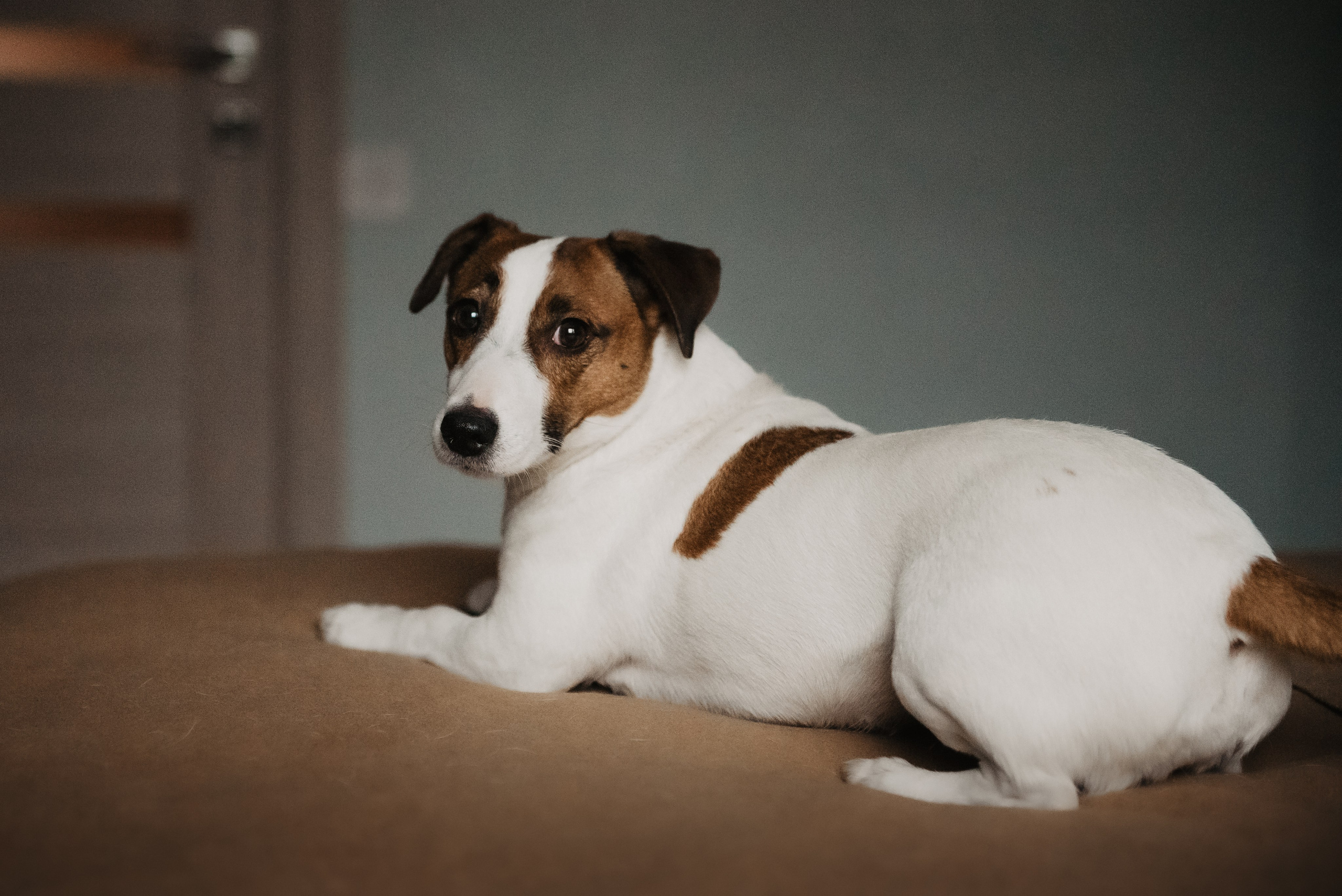 Братик или сестричка?. Семейный Фотограф в Москве Ирина Хохлова