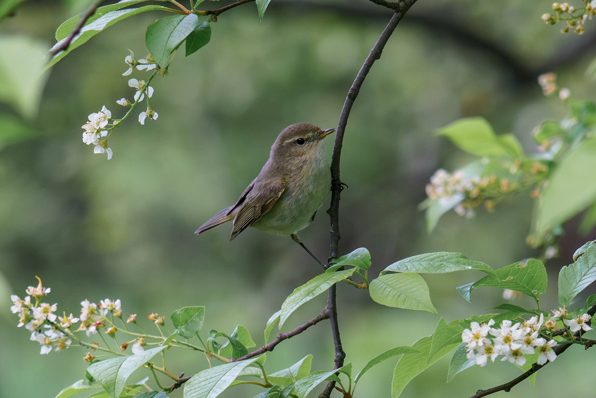 Удивительные мир птиц. Вокруг нас столько прекрасного — присмотритесь!. Ваш личный фотограф Марина Волкова