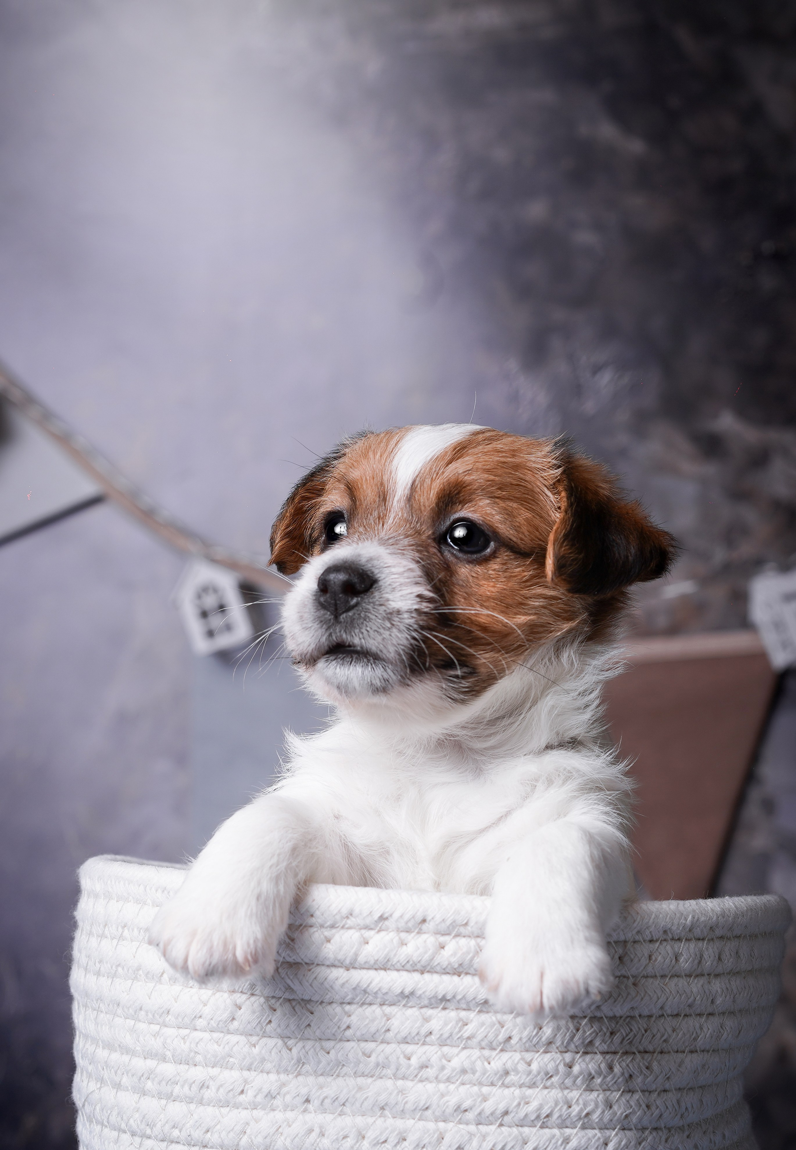 Щенули джек-рассела. Фотограф-анималист в Санкт-Петербурге Яна Мартынова