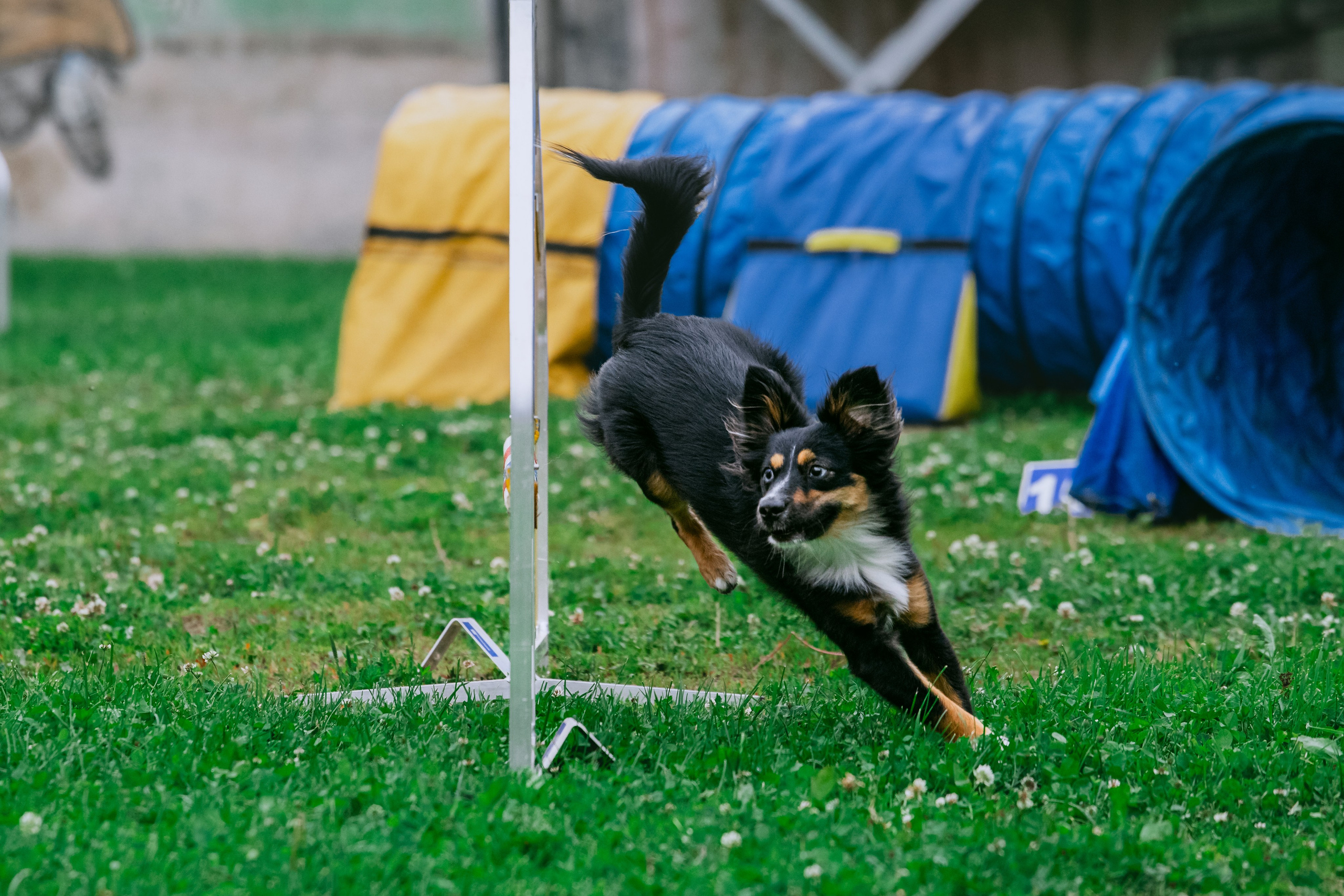 Соревнования по аджилити Долгопрудный 30.06.2025. Фотограф-анималист Татьяна Степанова