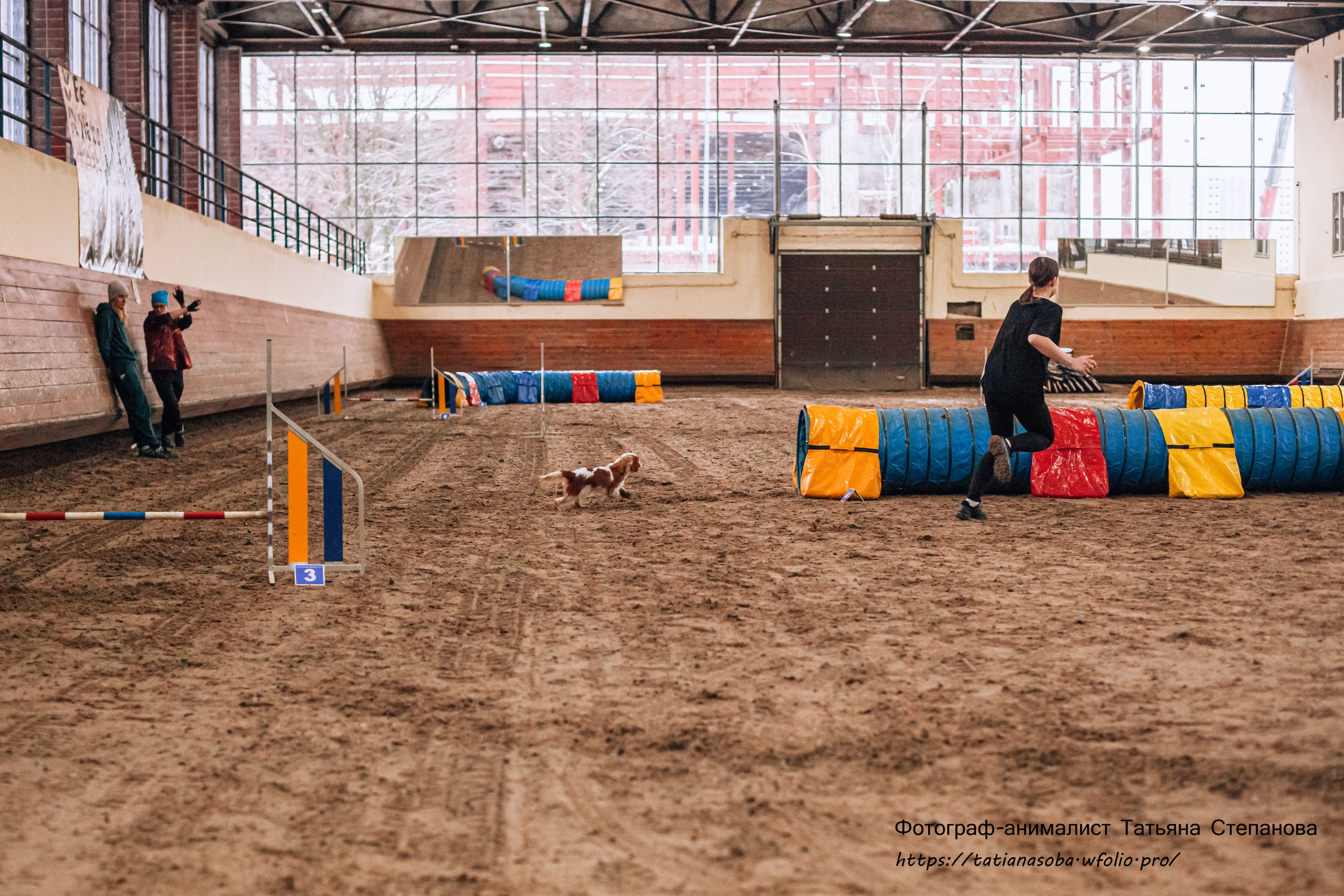 Соревнования по Аджилити 25.02.2024. Фотограф-анималист Татьяна Степанова
